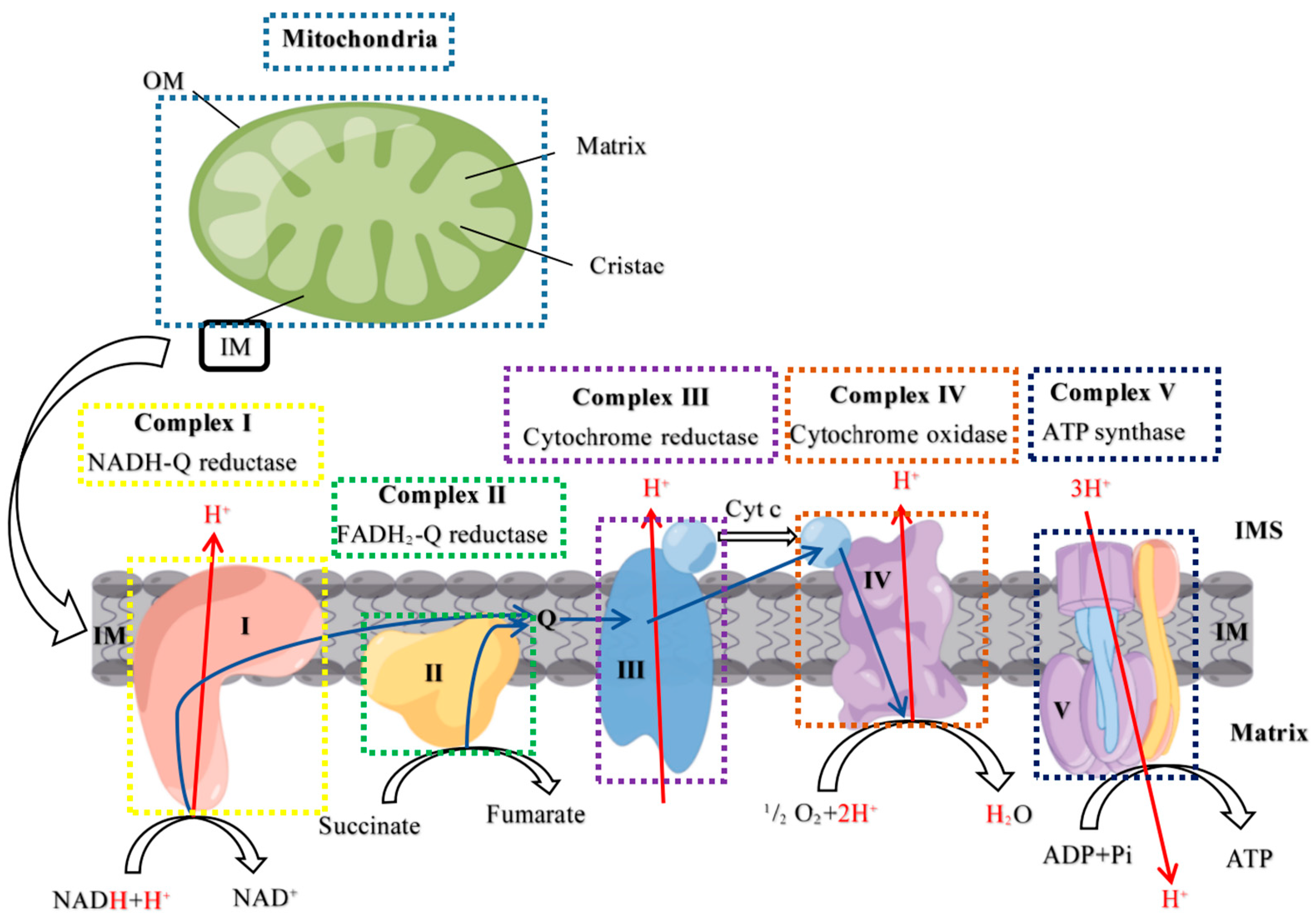 Ijms 24 14407 g003 Ijms 24 14407 g003
