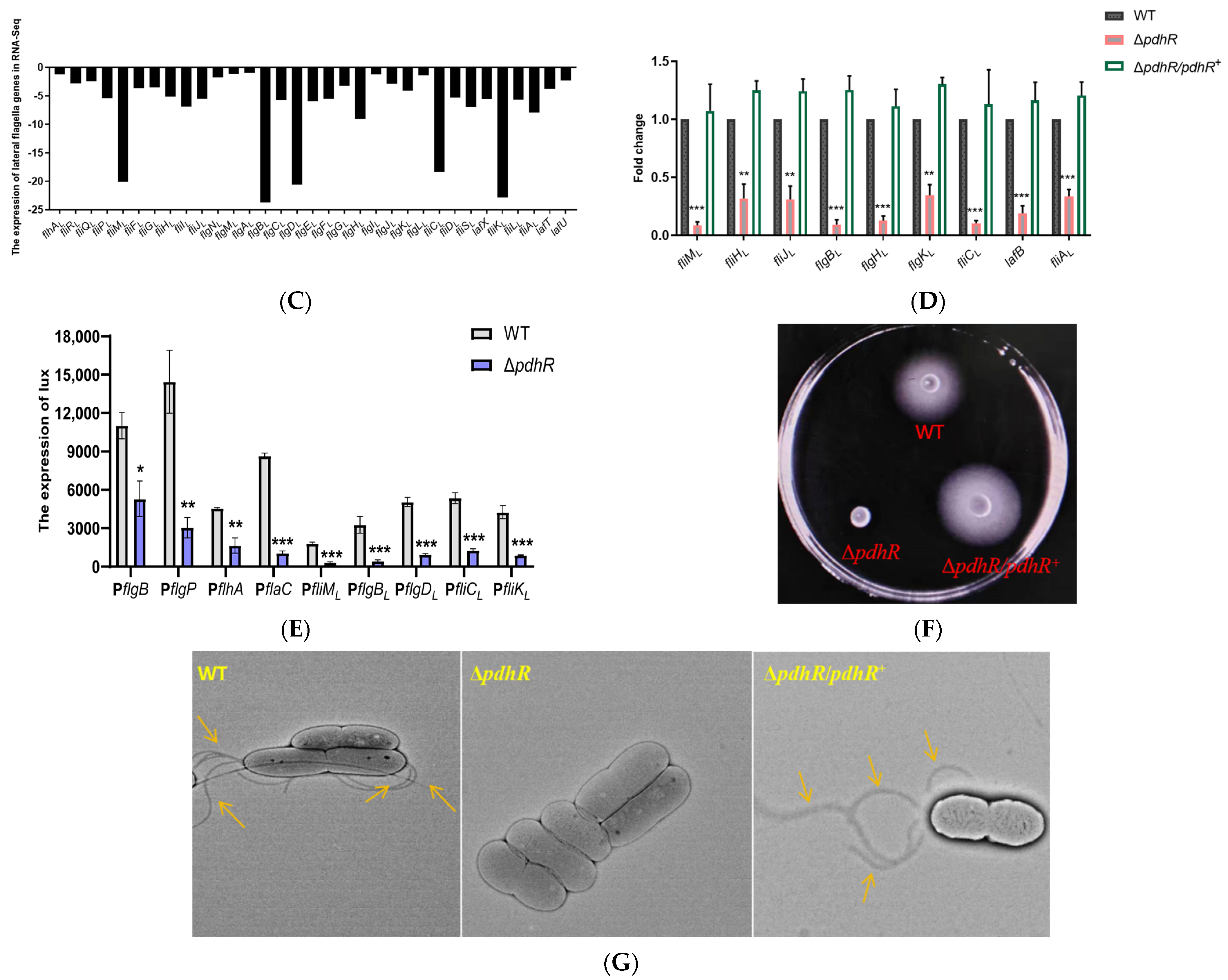 Ijms 24 14473 g003b Ijms 24 14473 g003b