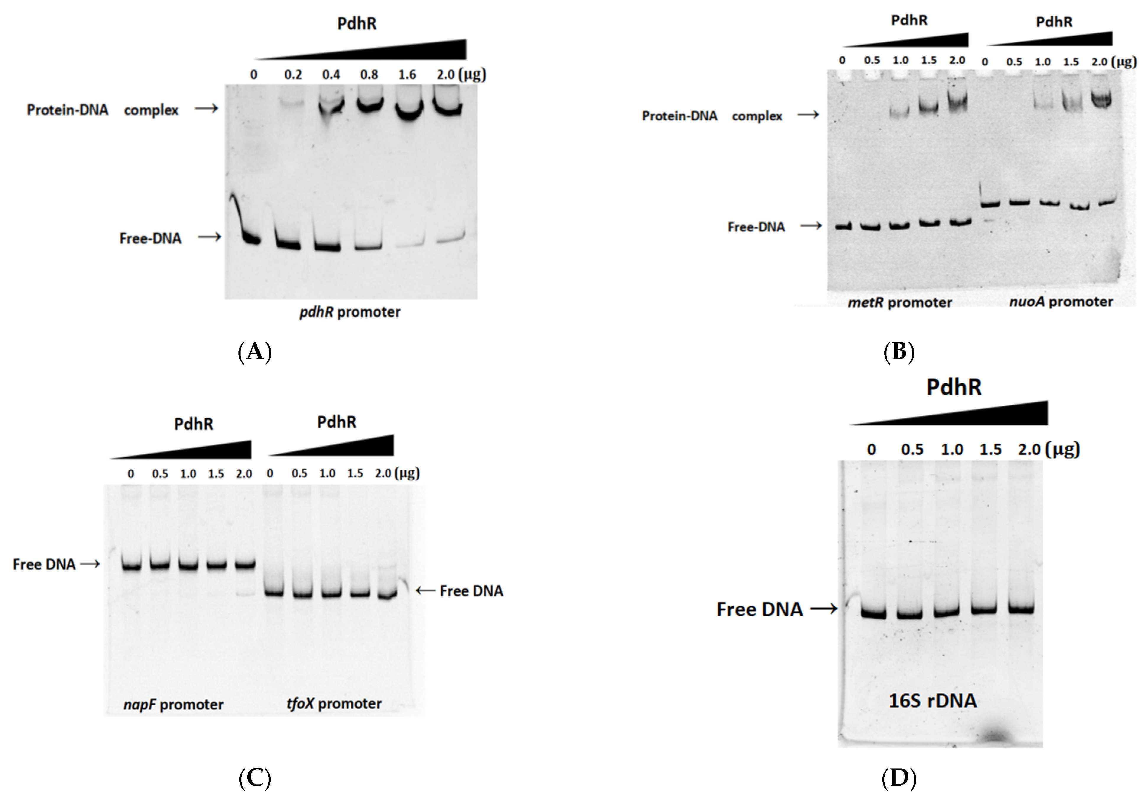 Ijms 24 14473 g005a Ijms 24 14473 g005a