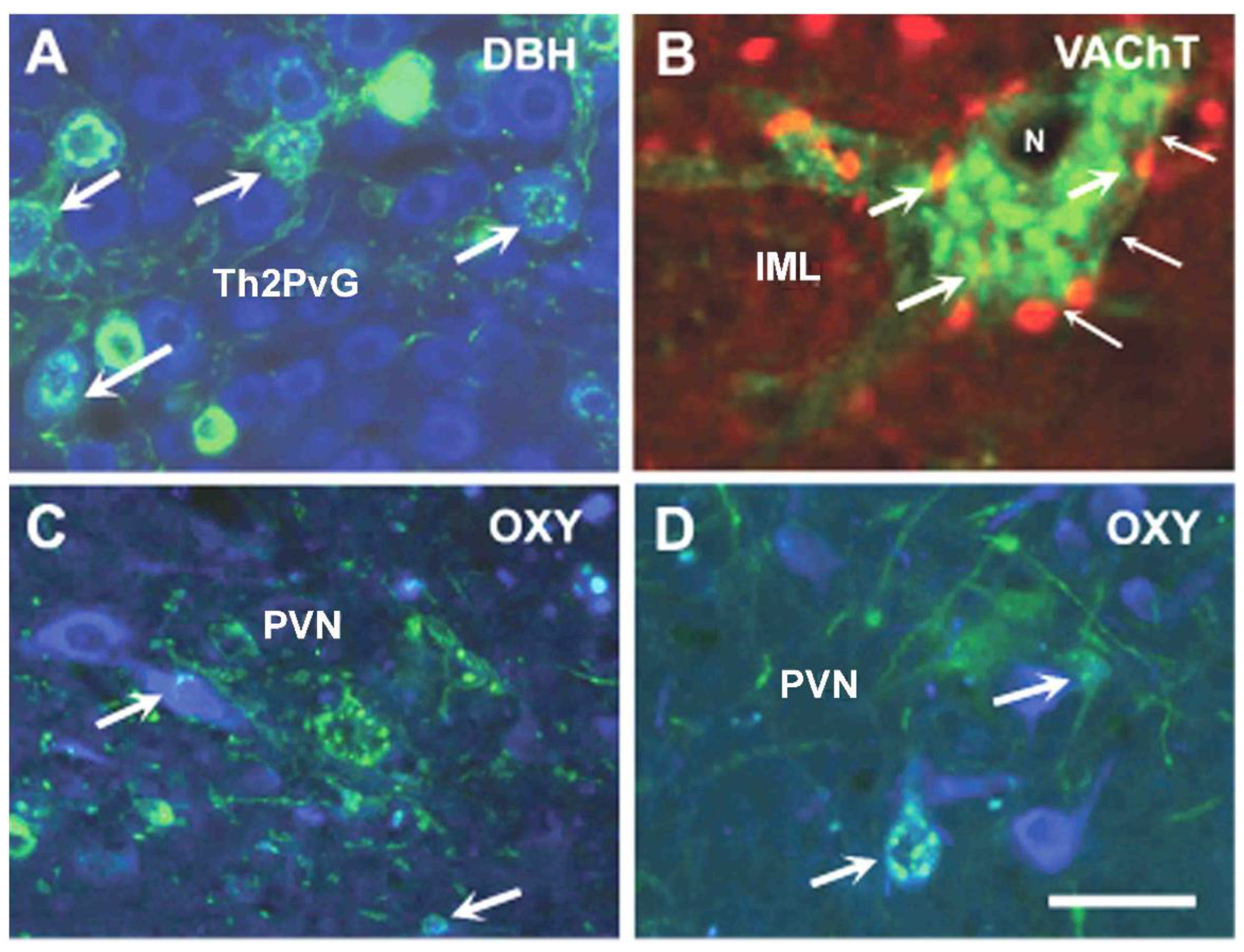 Transgenic Mice Expressing Green Fluorescent Protein under the Control of  the Melanocortin-4 Receptor Promoter