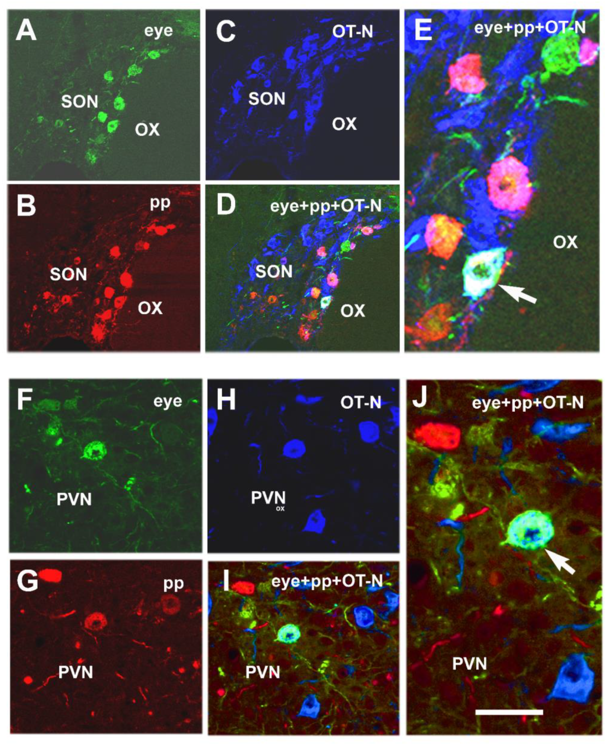 Ijms 24 14478 g003 Ijms 24 14478 g003