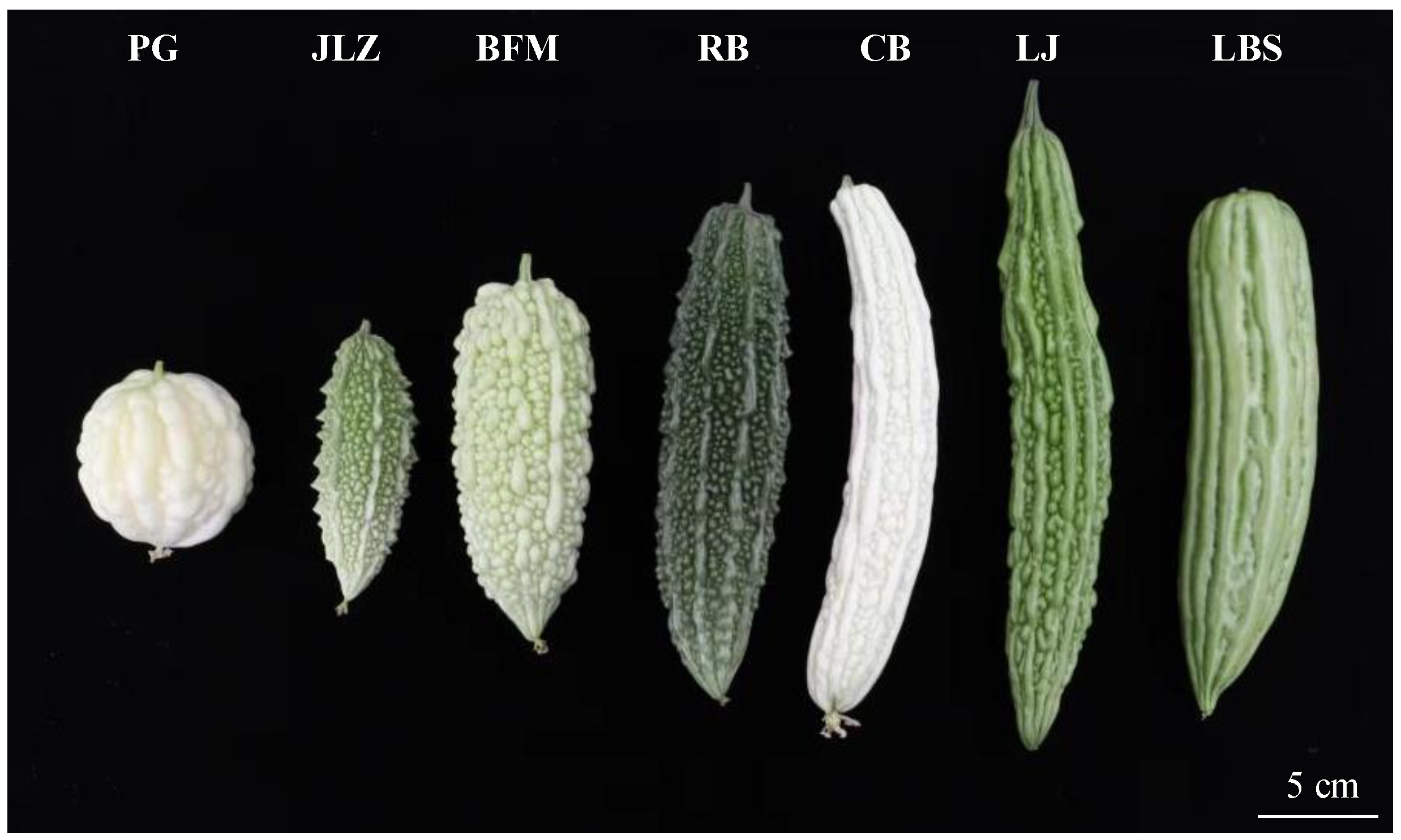 Demystifying the Athlete Physique: What is the Mesomorph Body Type?   Ampalaya Plus - Bitter Gourd for Diabetics to Control & Lower Sugar Levels