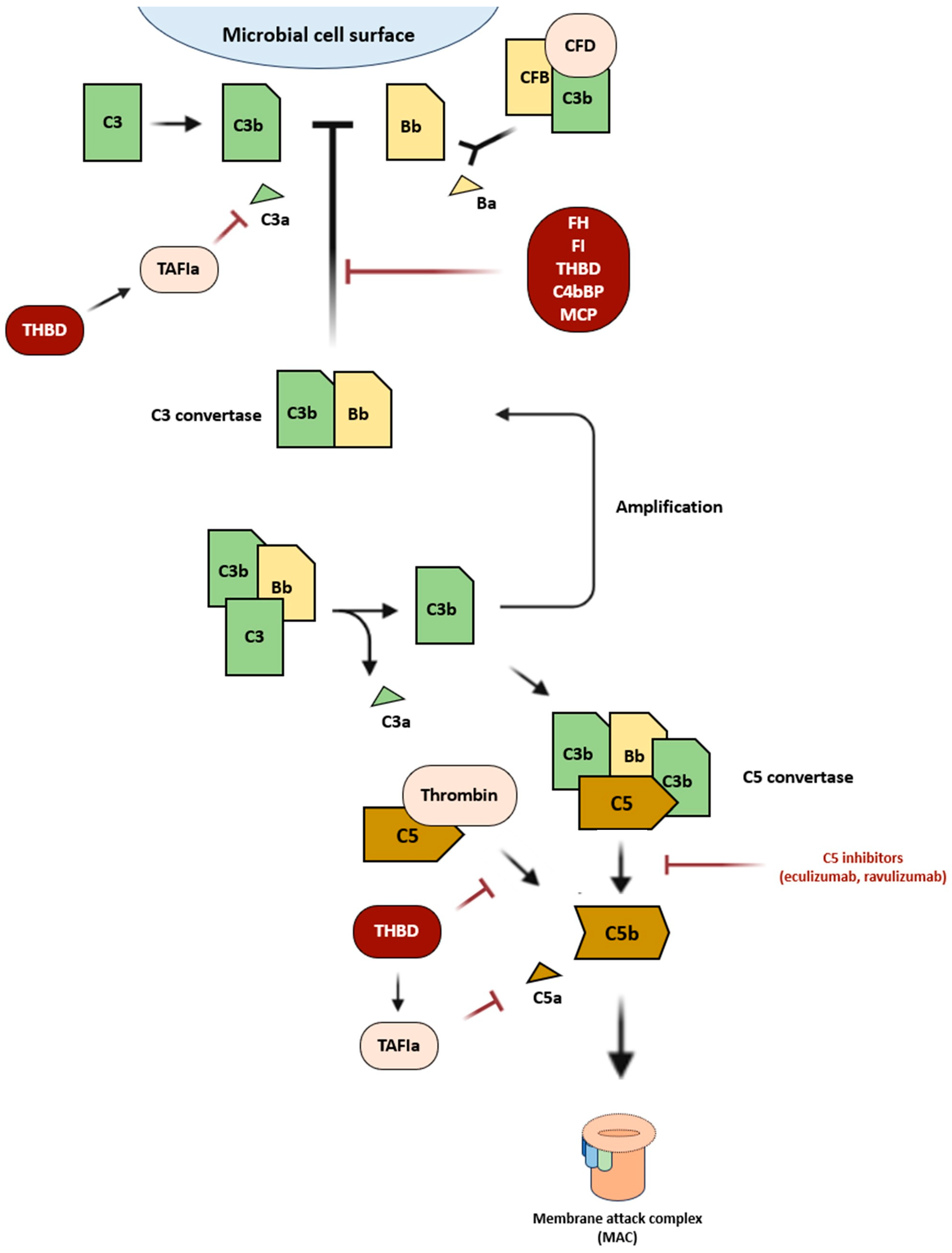 Ijms 24 14496 g001 Ijms 24 14496 g001