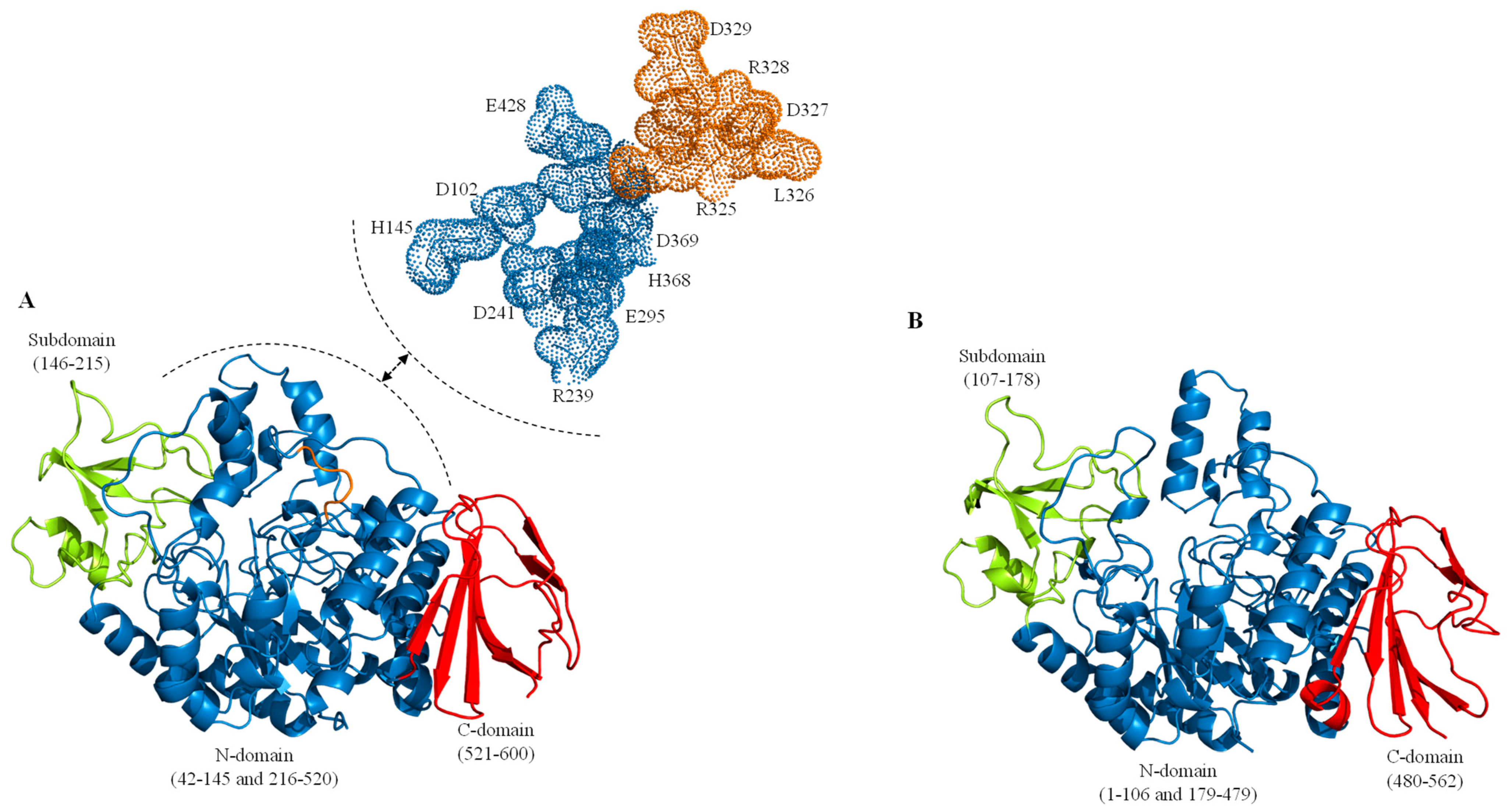 Phylogenetic, functional and structural characterization of a GH10