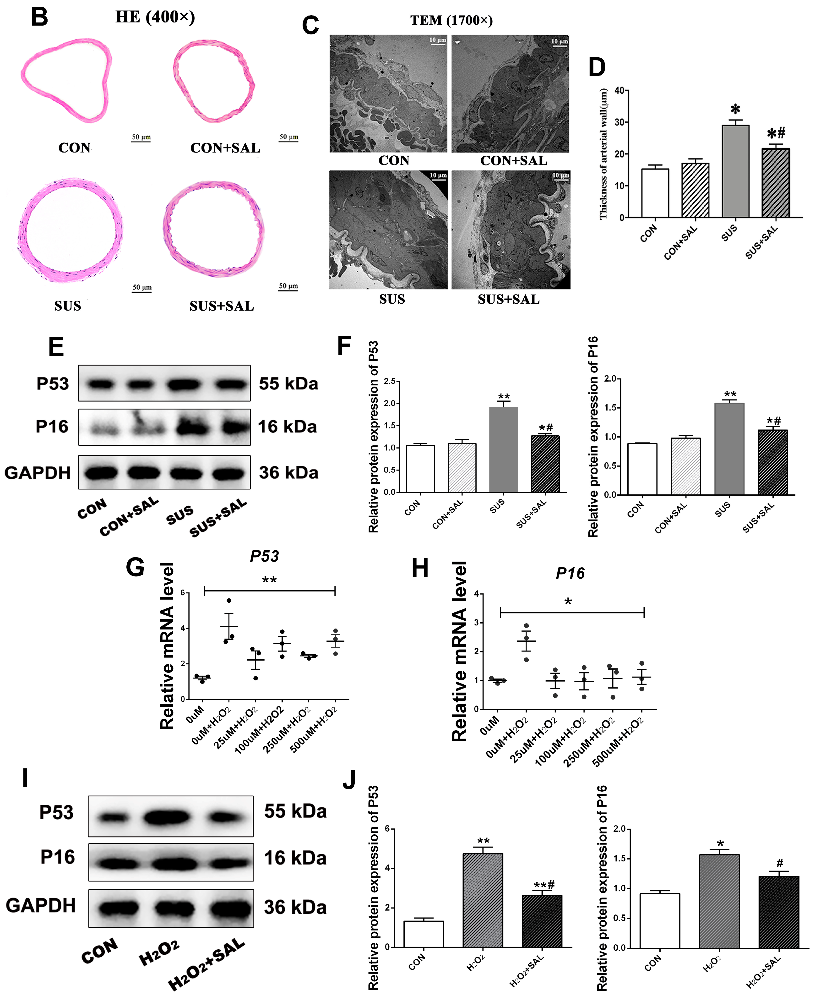 Ijms 24 14531 g001b Ijms 24 14531 g001b