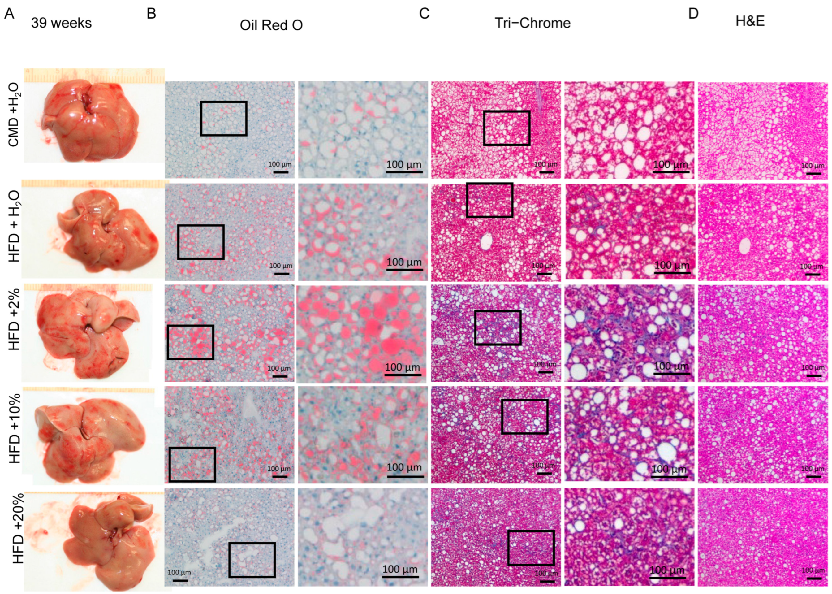 Ijms 24 14564 g007