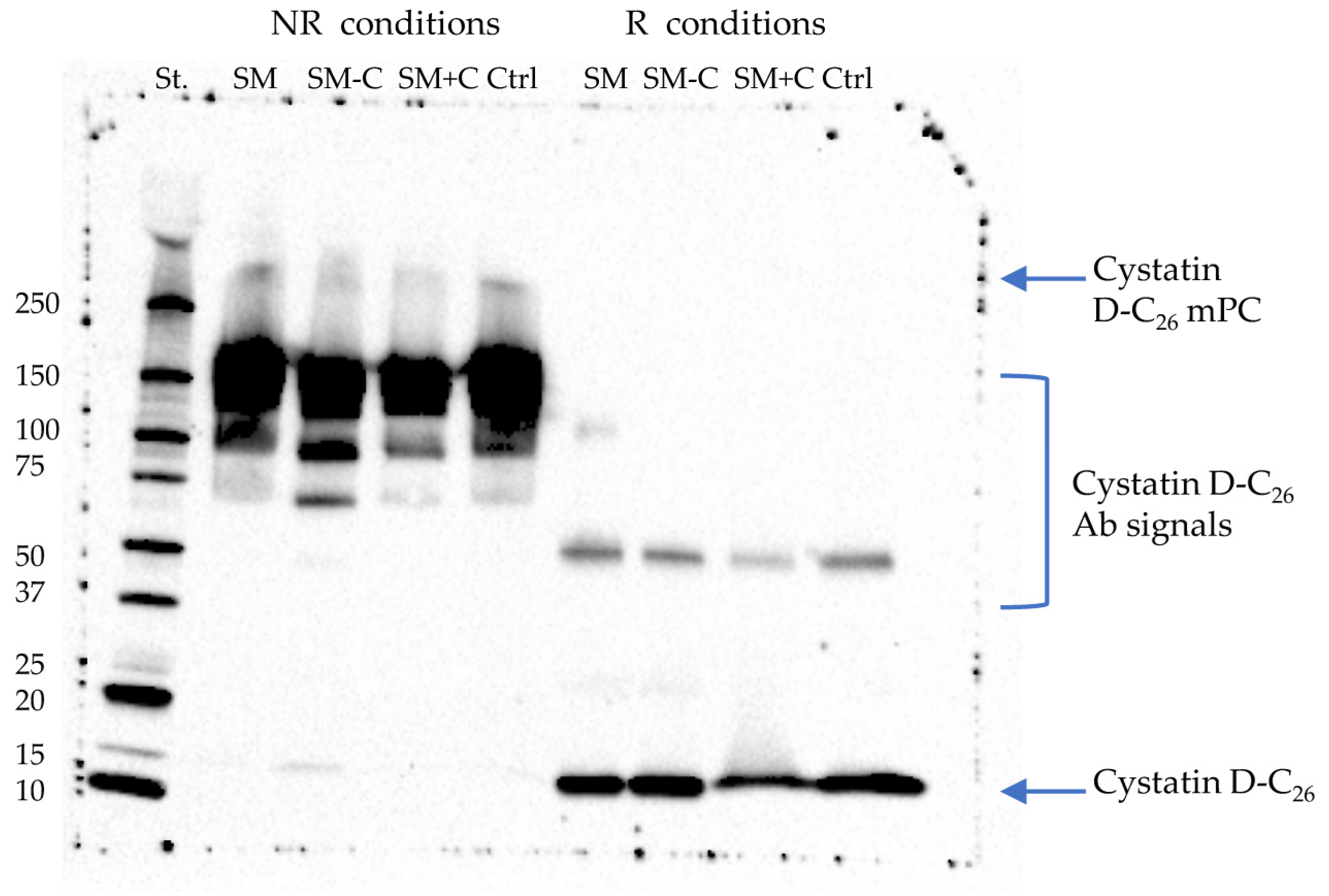 Ijms 24 14613 g002 Ijms 24 14613 g002