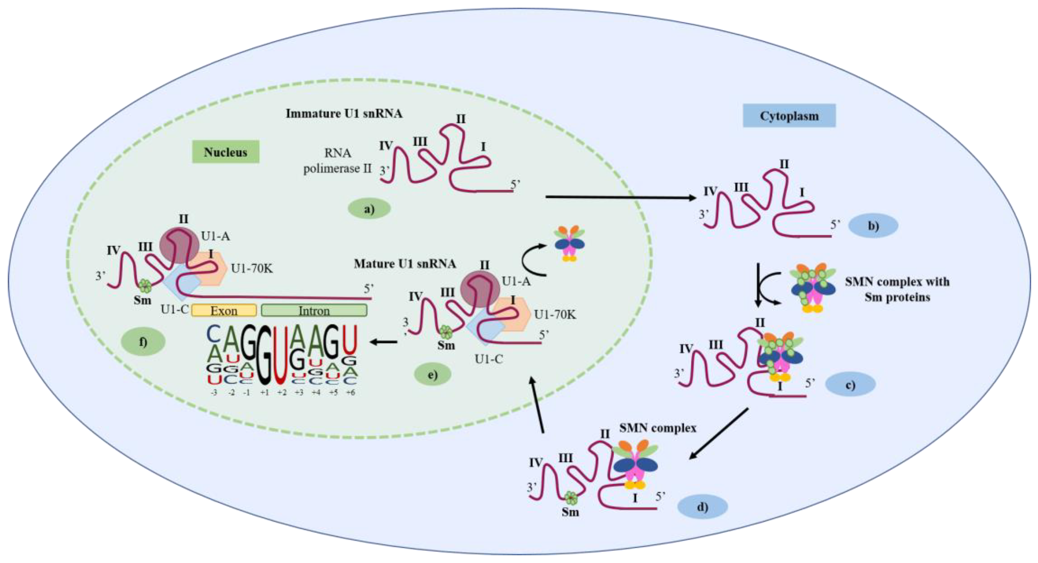 Ijms 24 14617 g002 Ijms 24 14617 g002