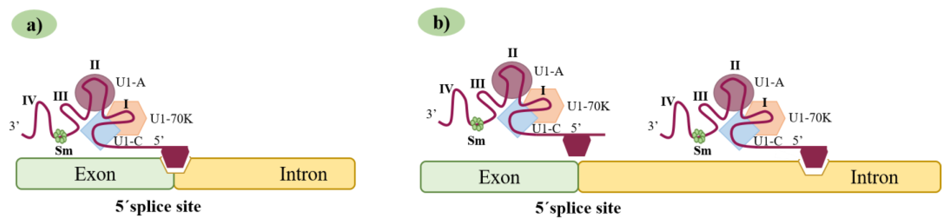 Ijms 24 14617 g003 Ijms 24 14617 g003