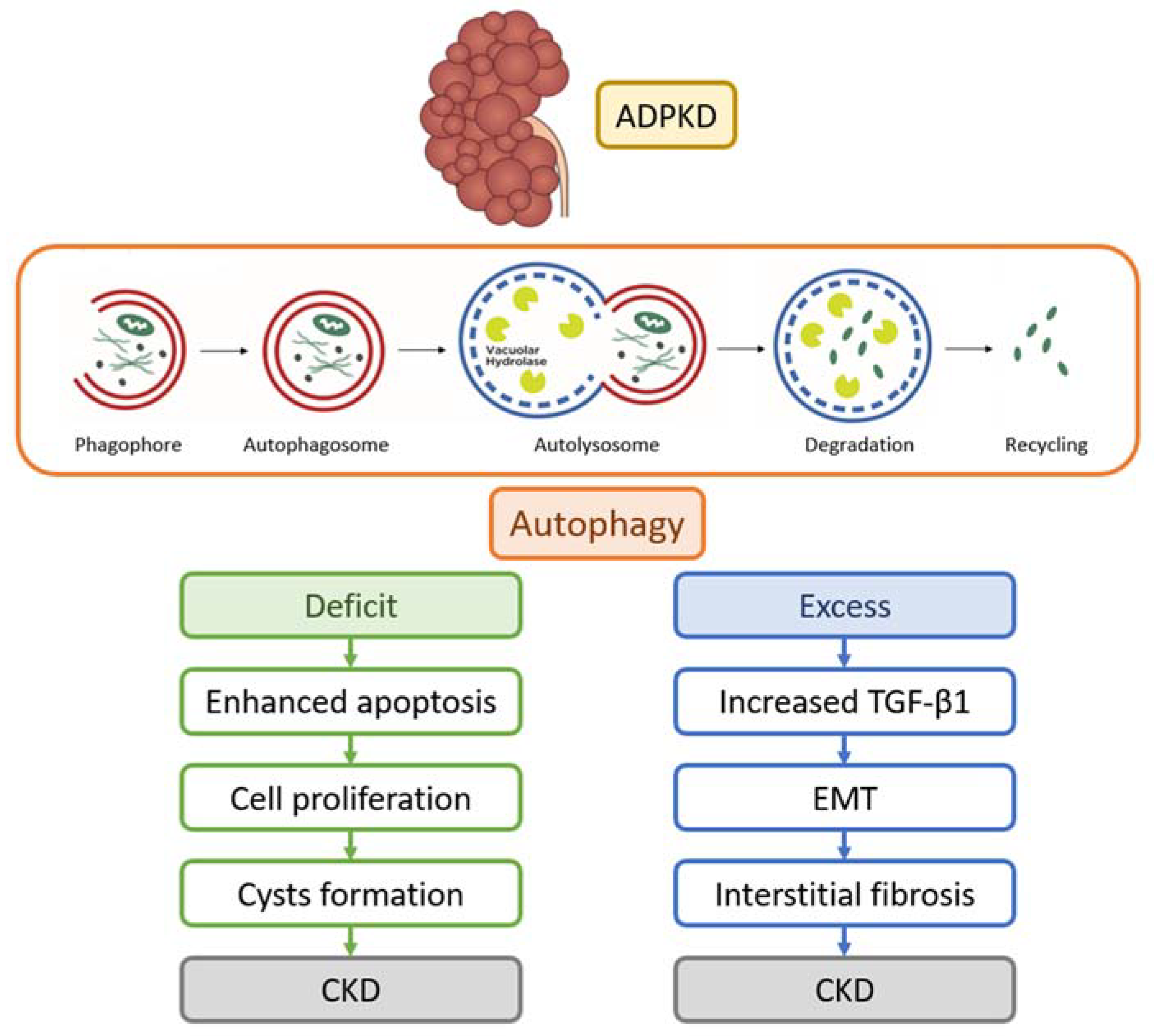 Ijms 24 14666 g004 Ijms 24 14666 g004