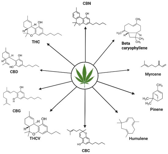 https://www.mdpi.com/ijms/ijms-24-14677/article_deploy/html/images/ijms-24-14677-g002-550.jpg