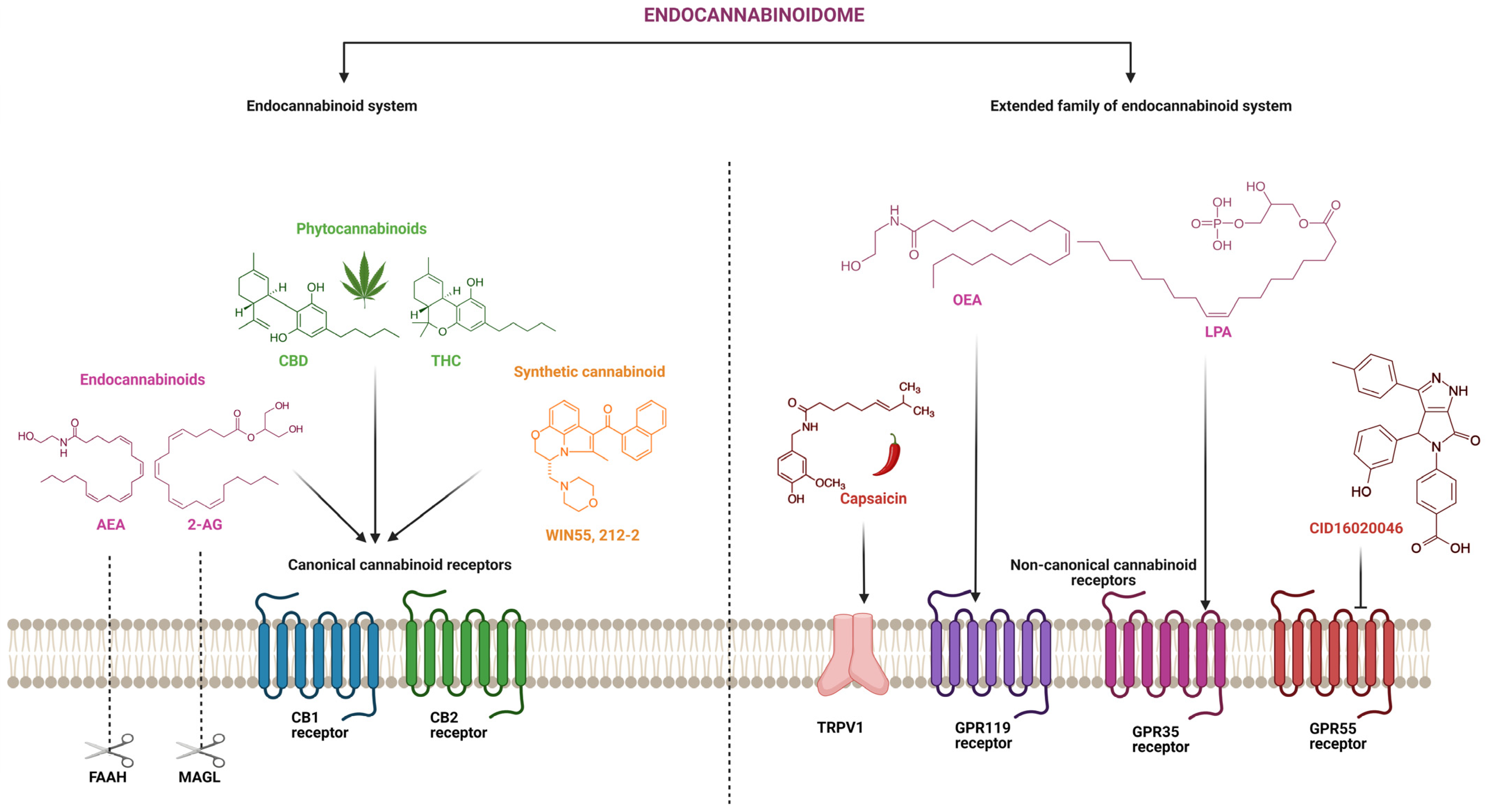 Ijms 24 14677 g003 Ijms 24 14677 g003