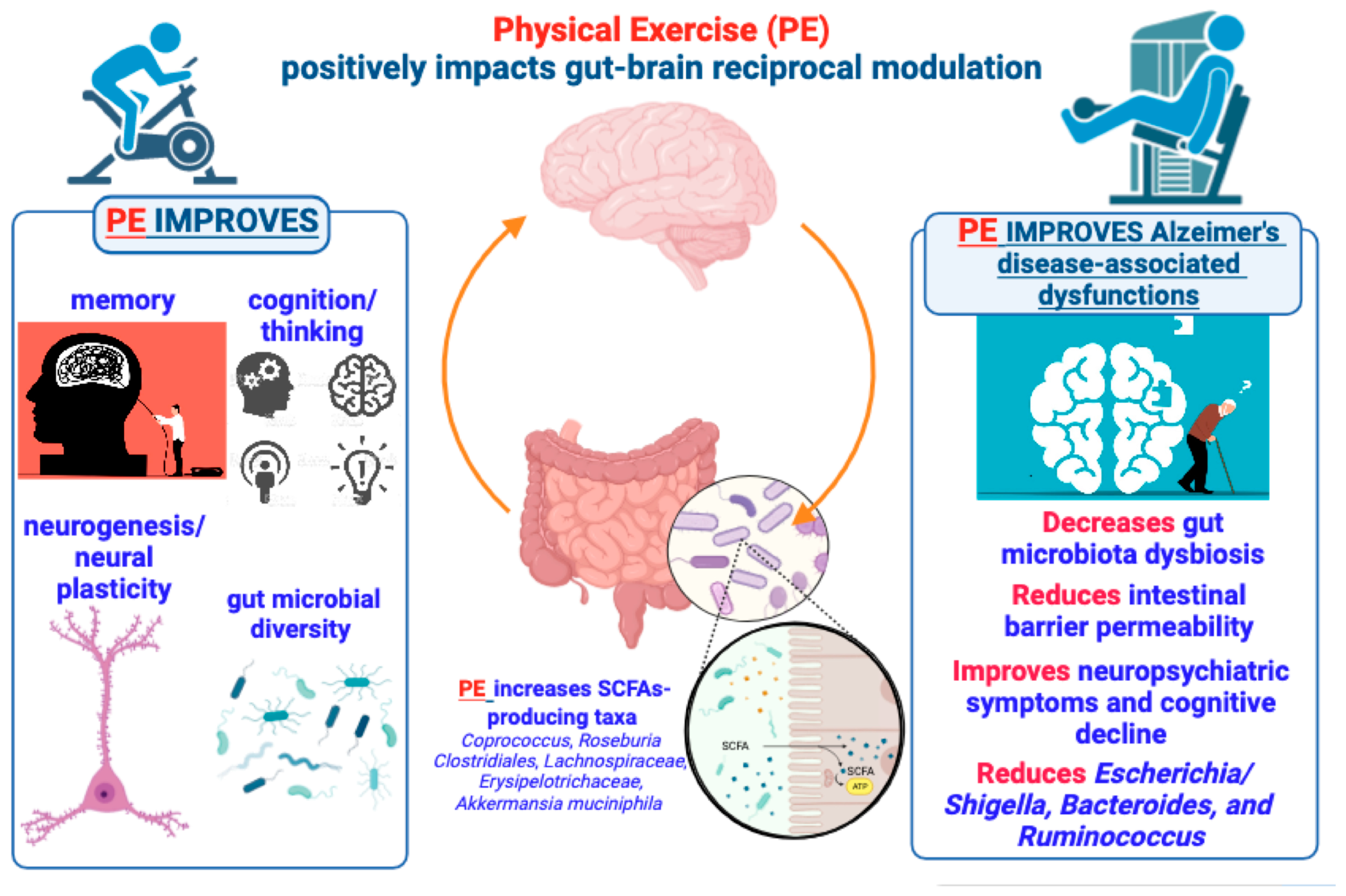 IJMS Free Full Text Physical Exercise as Disease Modifying