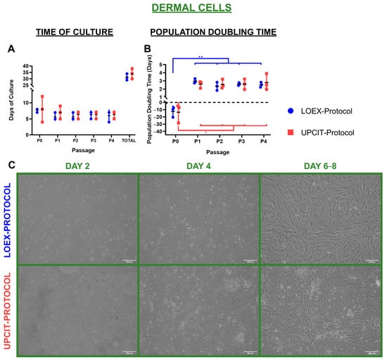 Ijms Free Full Text Comparison Of Two Human Skin Cell Isolation Protocols And Their 7682