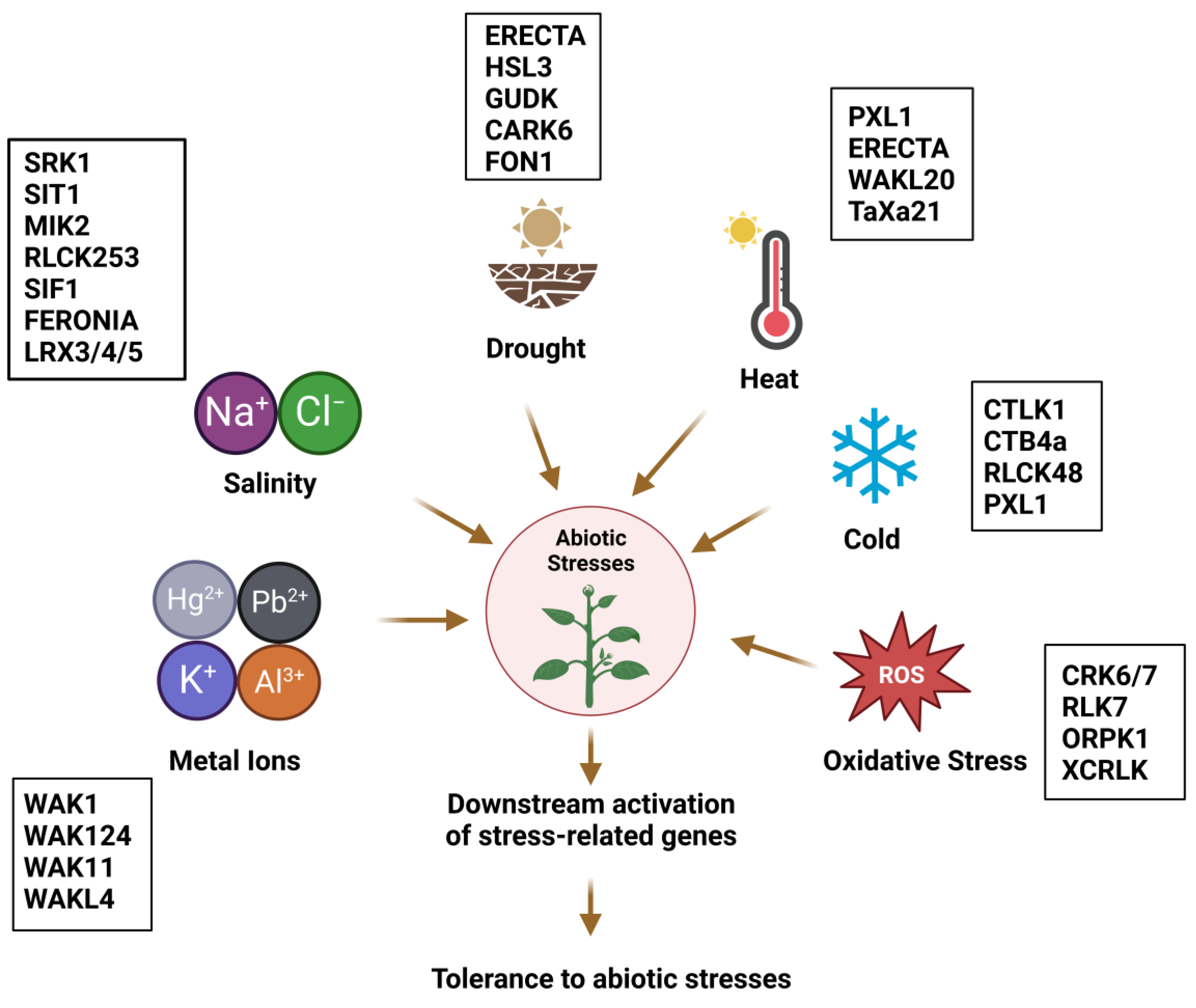 IJMS | Free Full-Text | Emerging Roles of Receptor-like Protein Kinases in  Plant Response to Abiotic Stresses