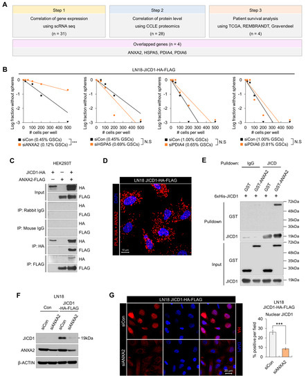 IJMS | Free Full-Text | Annexin A2 Stabilizes Oncogenic JAG1