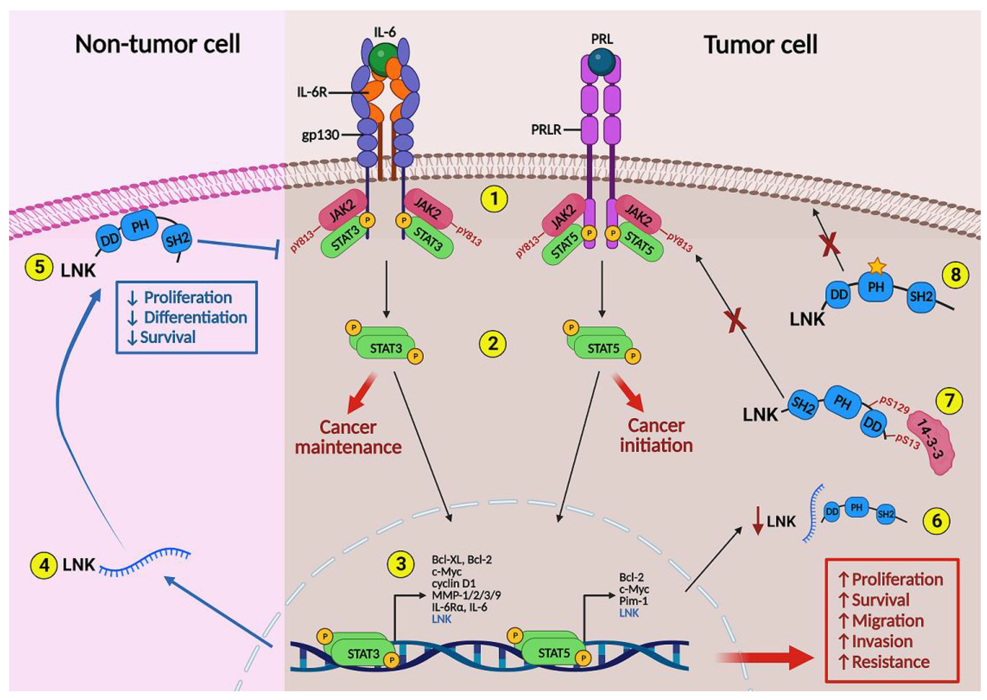 IJMS | Free Full-Text | Modulation of JAK-STAT Signaling by LNK: A  Forgotten Oncogenic Pathway in Hormone Receptor-Positive Breast Cancer