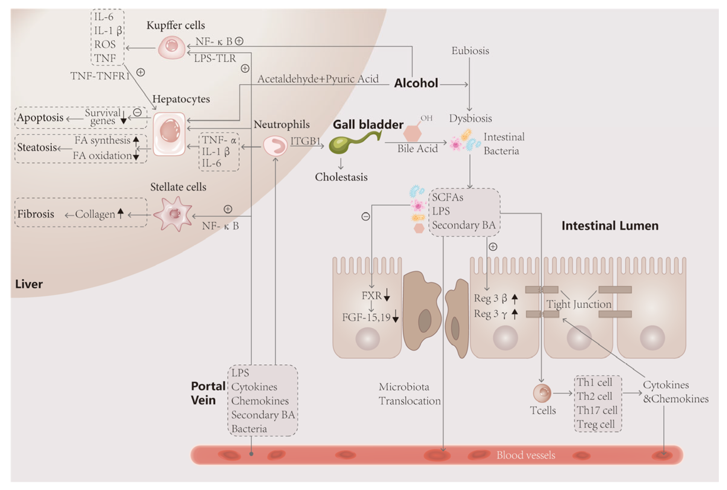 Ijms 24 14809 g002 Ijms 24 14809 g002