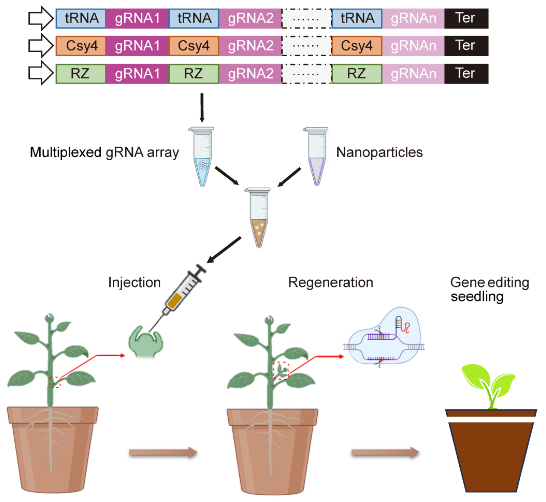 Ijms Free Full Text Application Of Nanotechnology In Plant Genetic Engineering