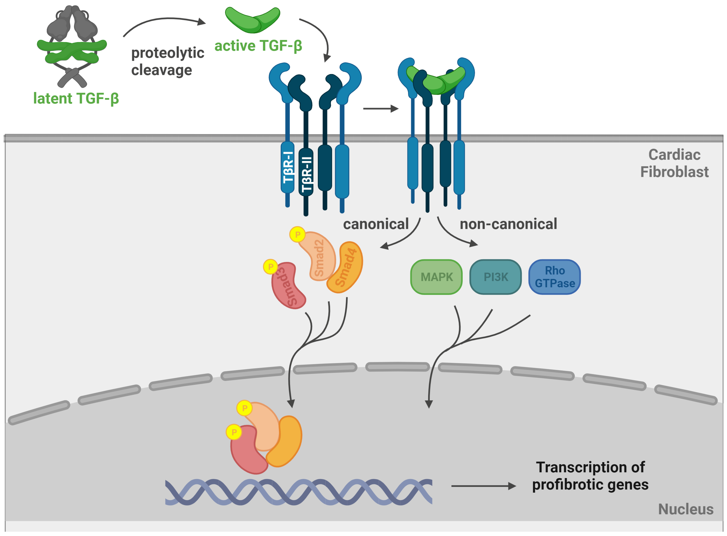 Ijms 24 14845 g001 Ijms 24 14845 g001