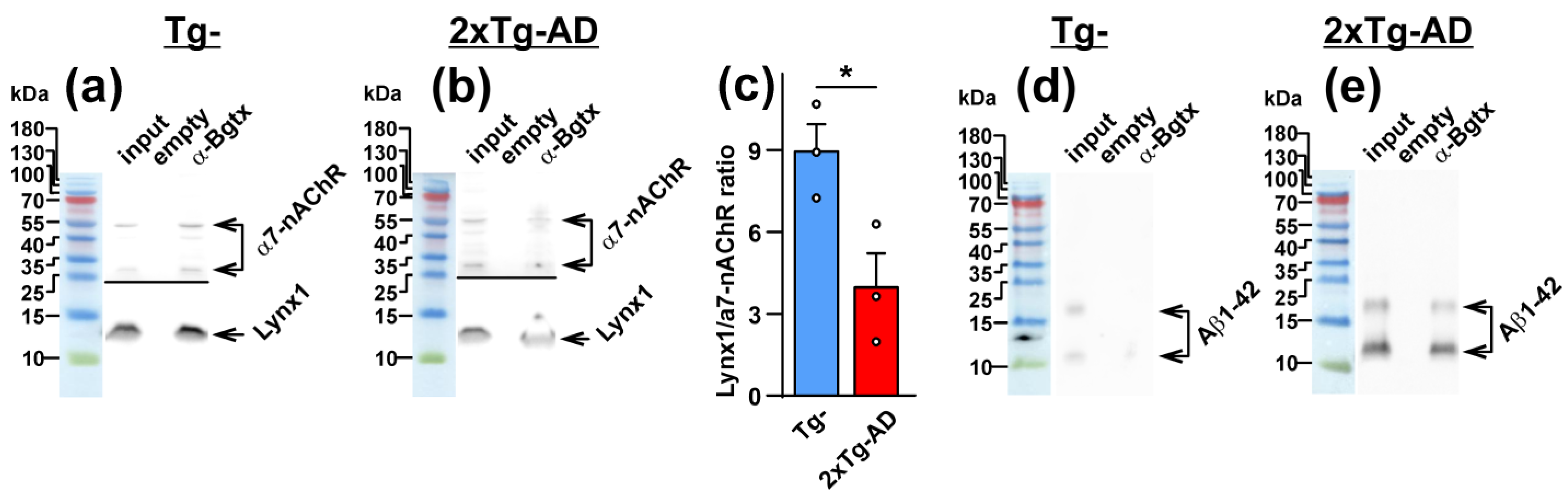 Ijms 24 14852 g003 Ijms 24 14852 g003