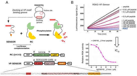 IJMS | Free Full-Text | Phosphorylation-Assisted Luciferase 