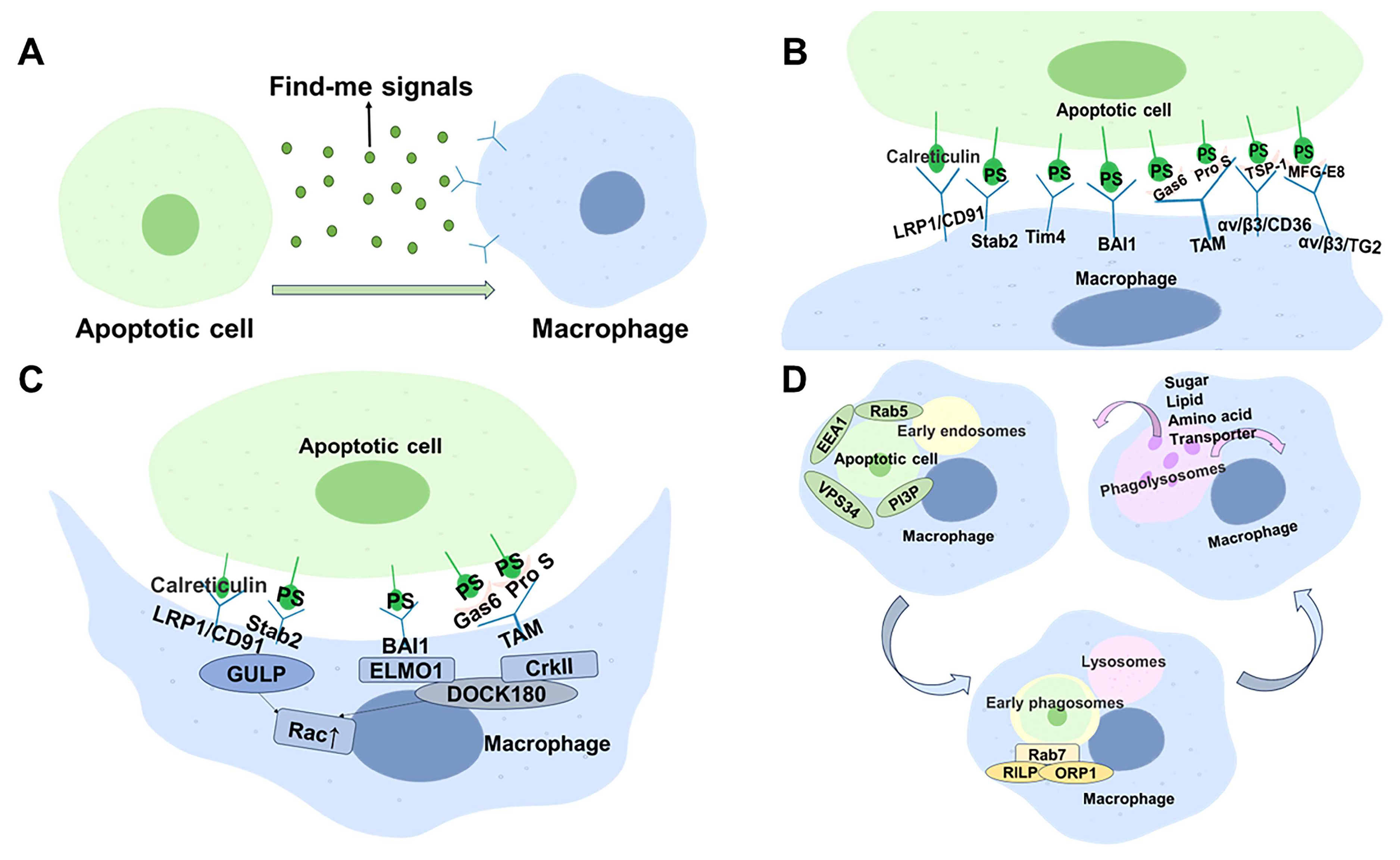 Ijms 24 14871 g002 Ijms 24 14871 g002