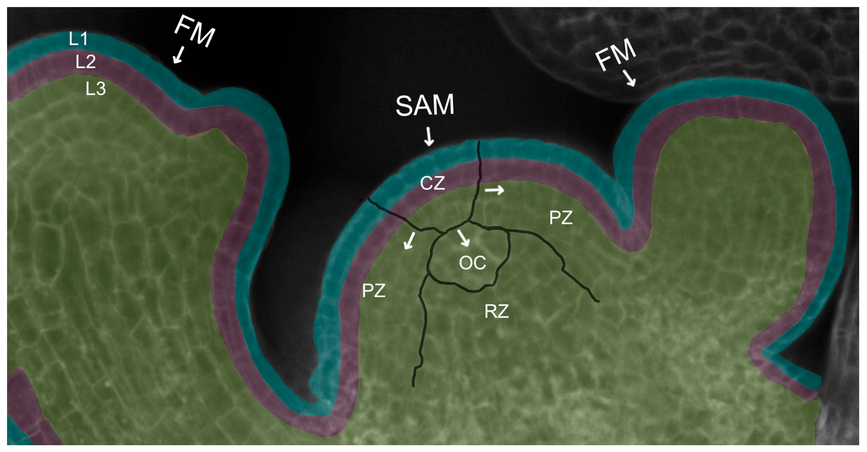 Ijms 24 14889 g002 Ijms 24 14889 g002
