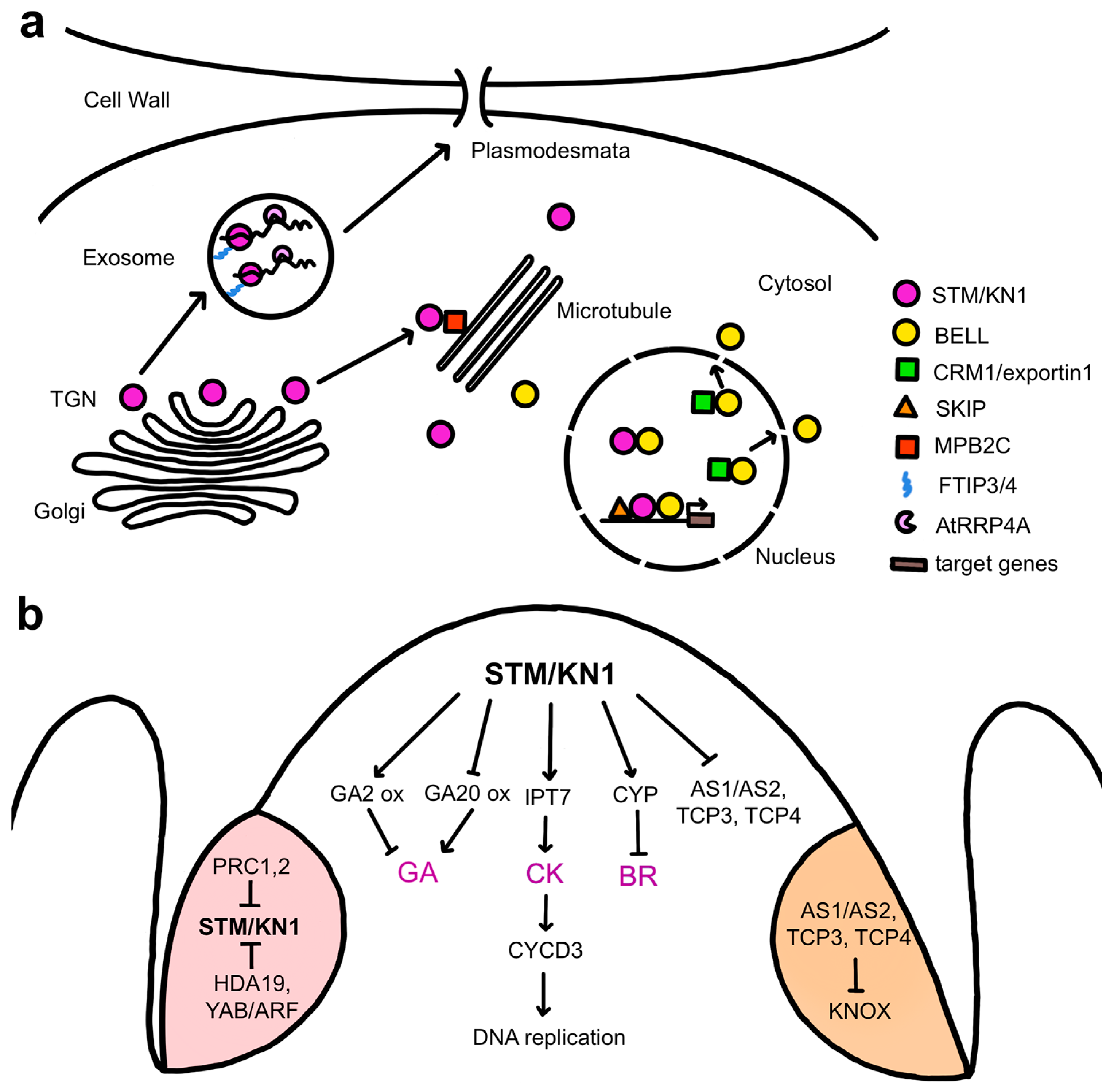 Ijms 24 14889 g003 Ijms 24 14889 g003