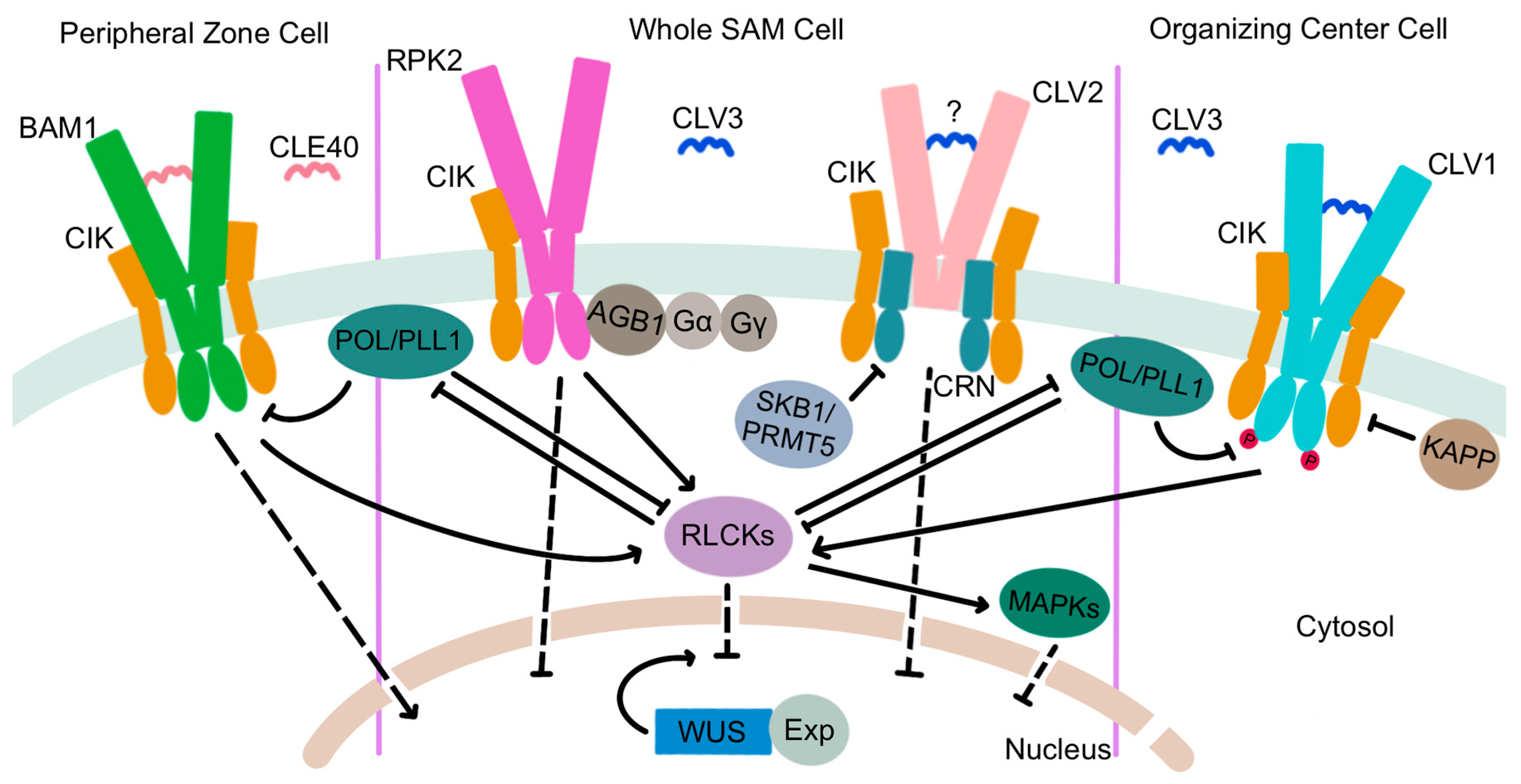 Ijms 24 14889 g004 Ijms 24 14889 g004