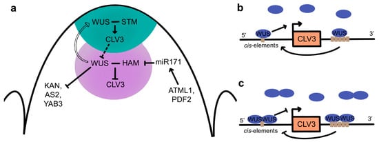 IJMS | Free Full-Text | Stem Cells: Engines of Plant Growth and Development