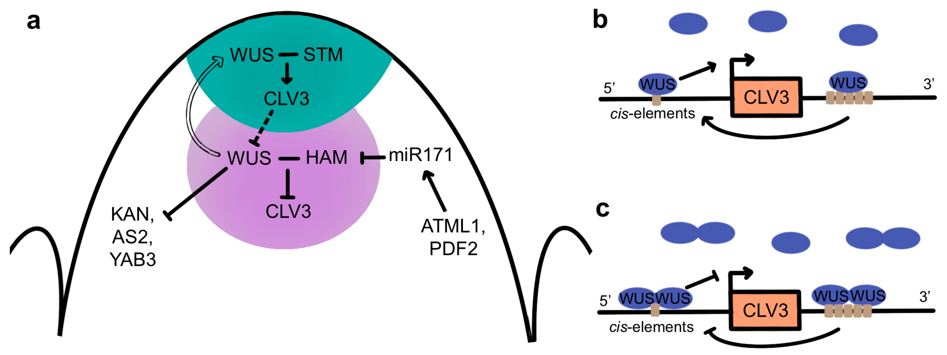 Ijms 24 14889 g005 Ijms 24 14889 g005