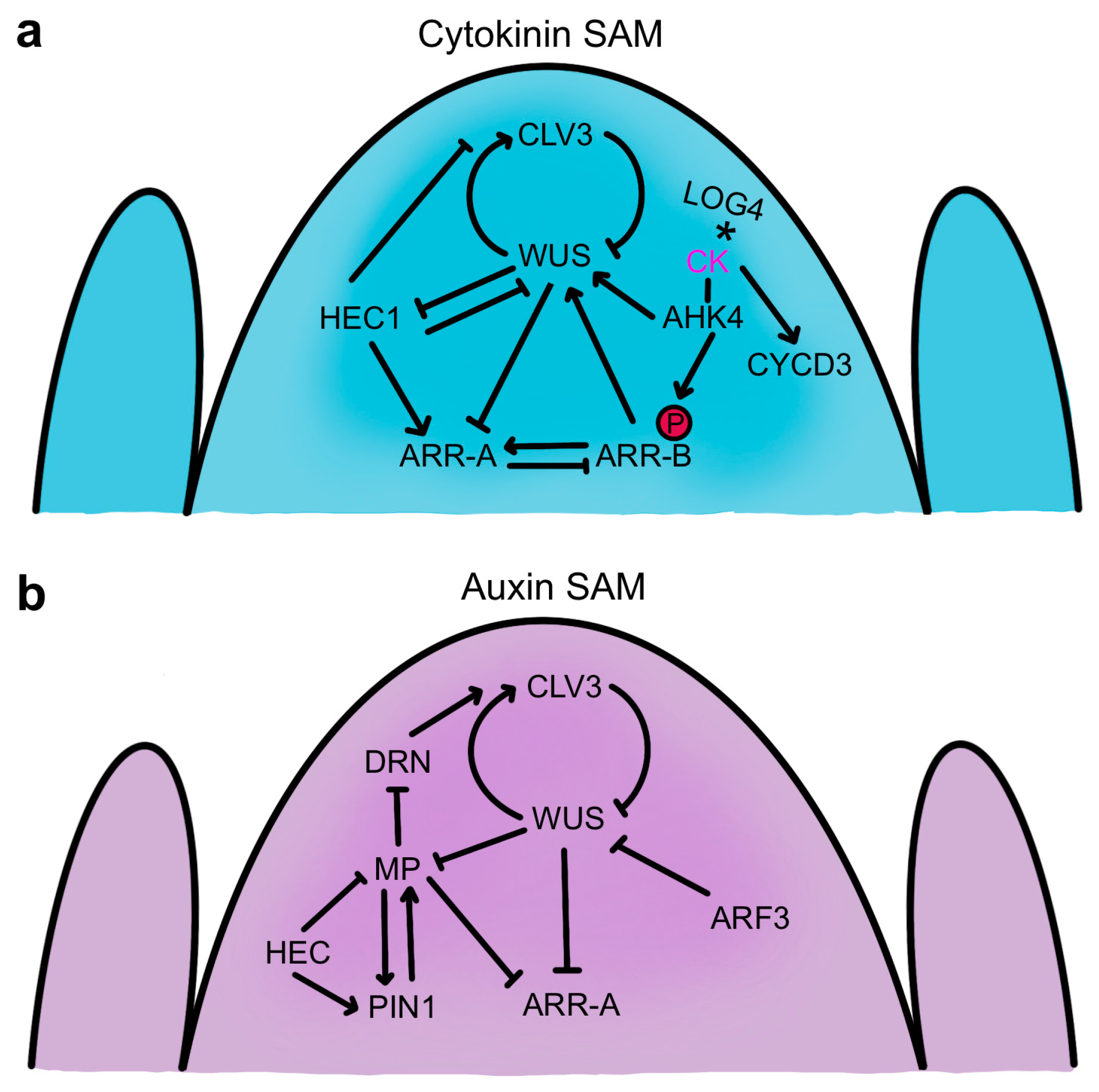 Ijms 24 14889 g006 Ijms 24 14889 g006