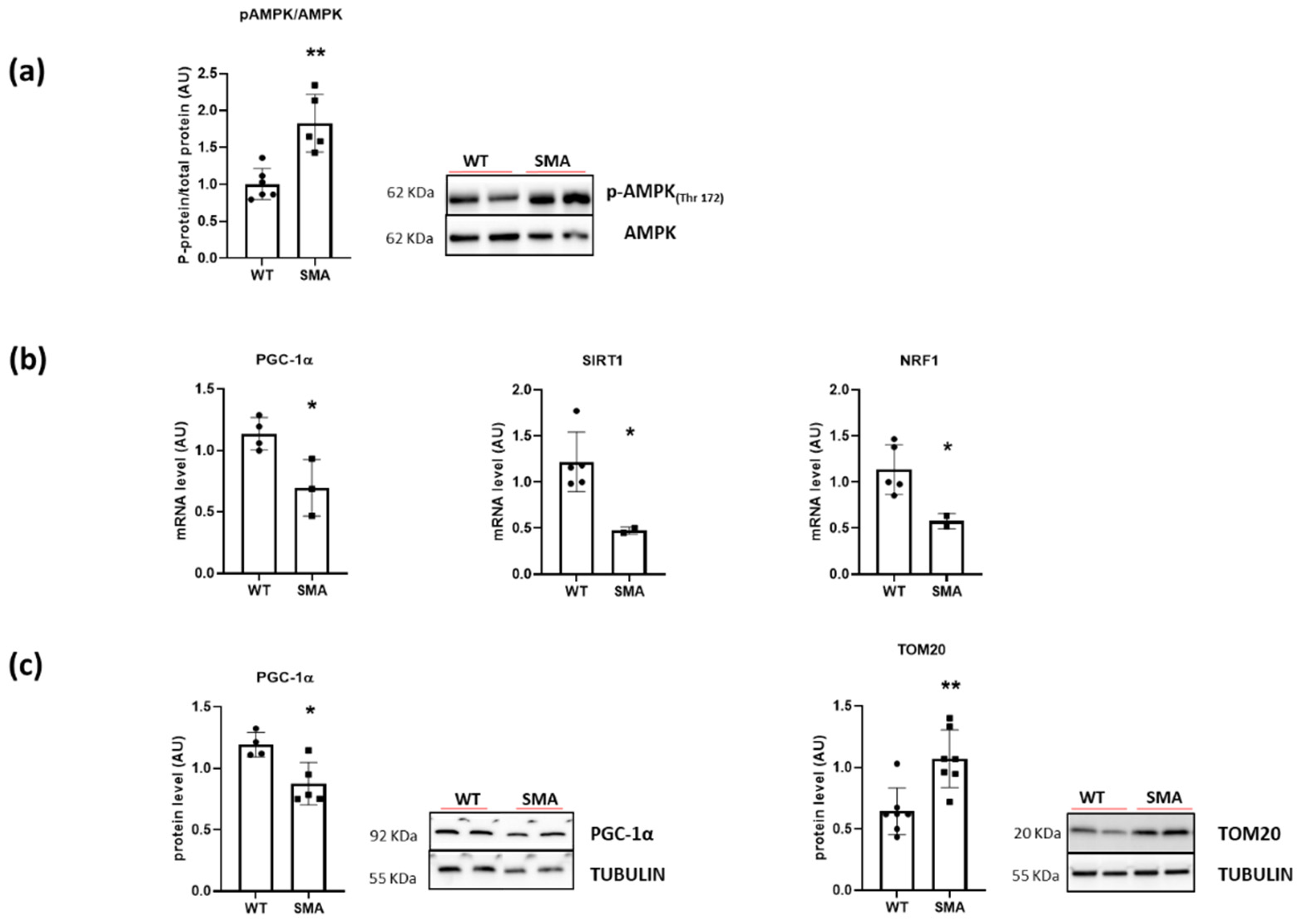 Ijms 24 14953 g002 Ijms 24 14953 g002