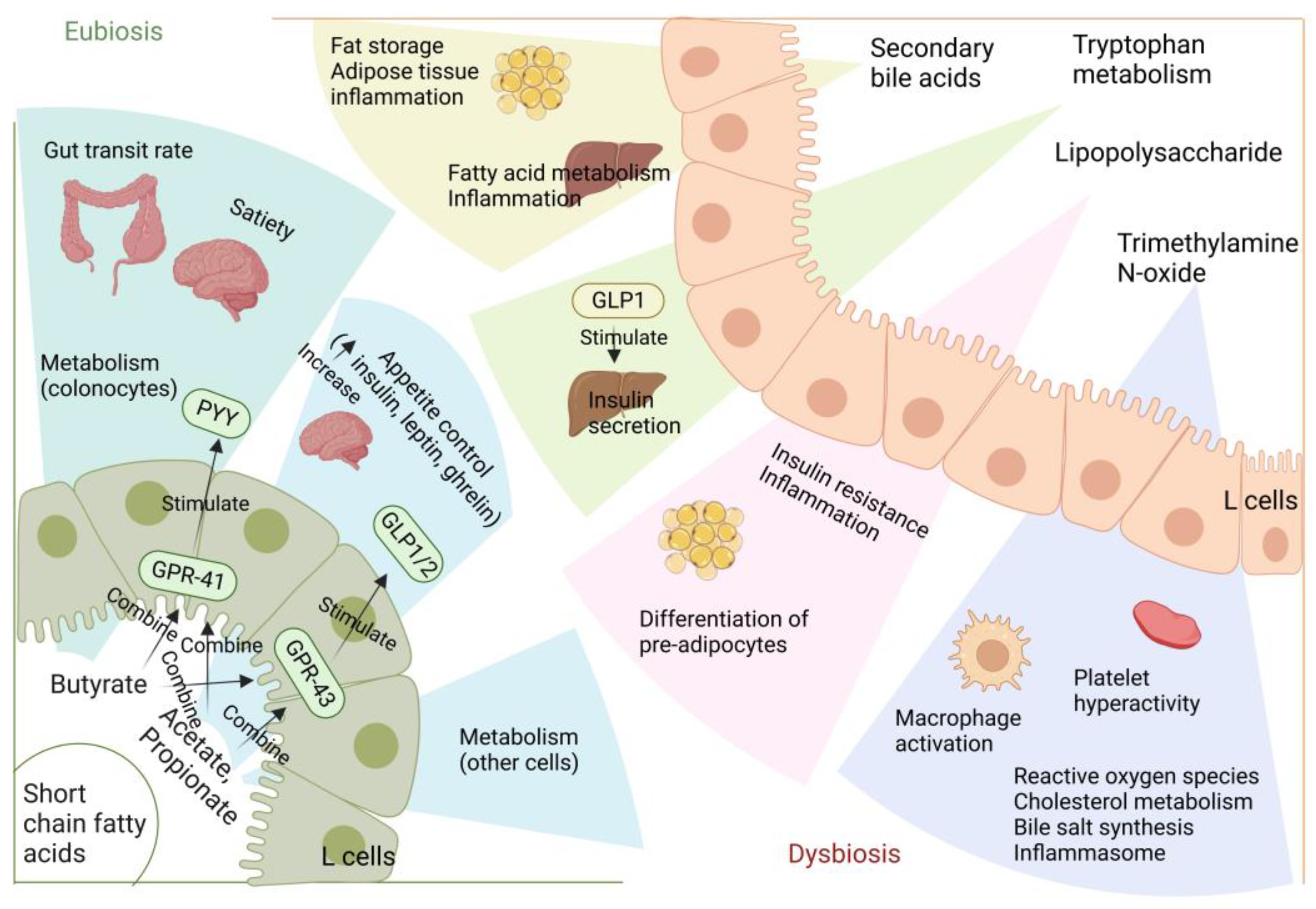 IJMS | Free Full-Text | A Metabolite Perspective on the Involvement of the  Gut Microbiota in Type 2 Diabetes