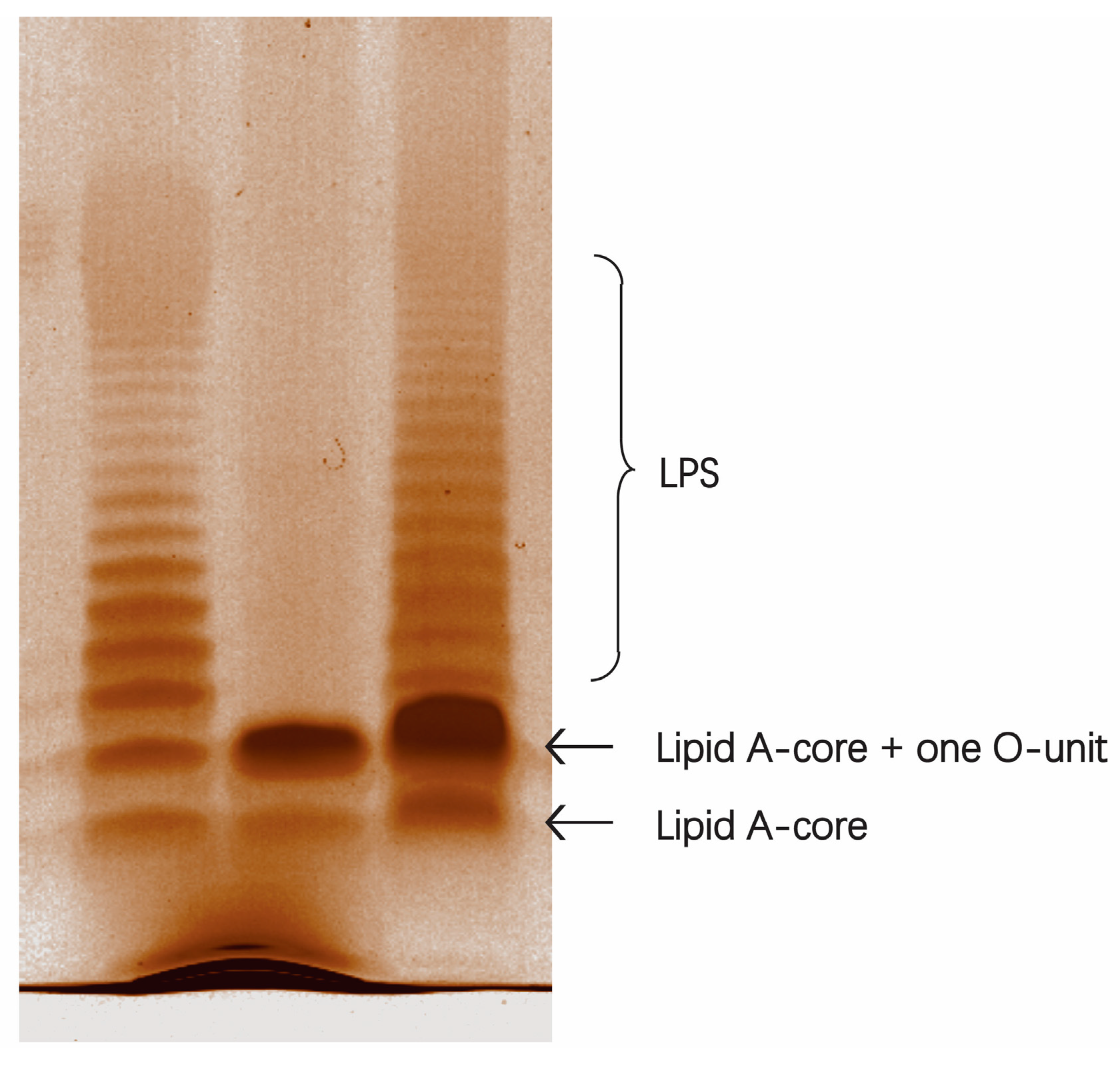 Ijms 24 15040 g010