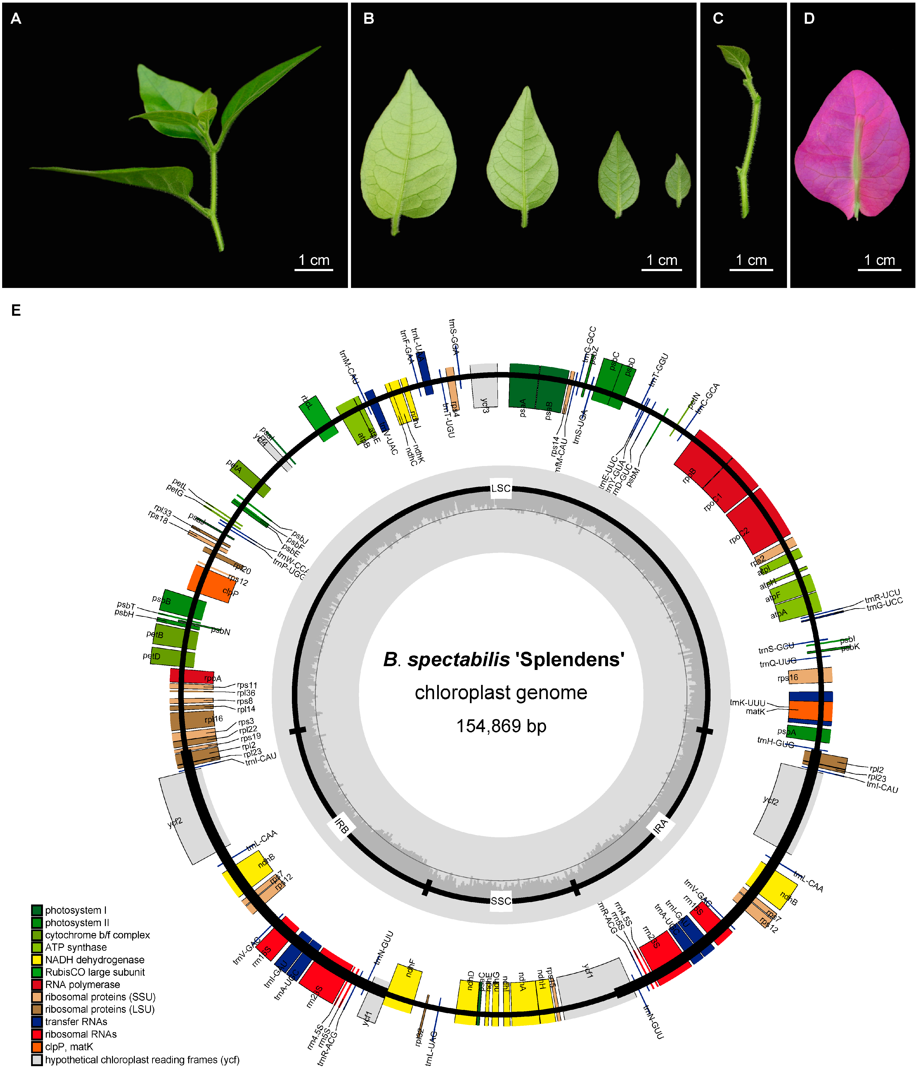 IJMS | Free Full-Text | Comparative Analyses of Chloroplast Genome Provide  Effective Molecular Markers for Species and Cultivar Identification in  Bougainvillea