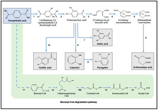 Exploring a New Biocatalyst from Bacillus thuringiensis JNU01 for  Polyethylene Biodegradation