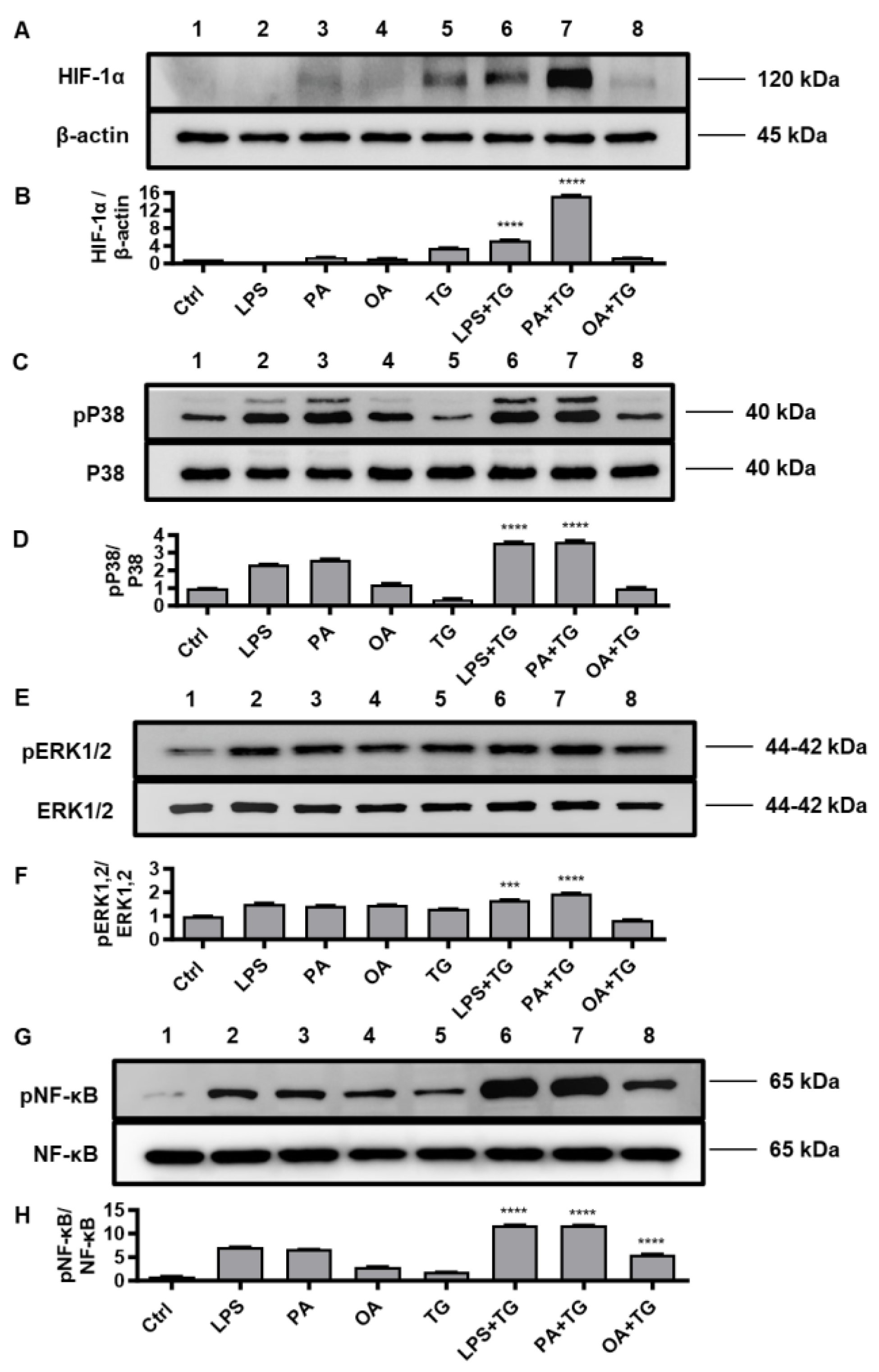 Ijms 24 15186 g005 Ijms 24 15186 g005