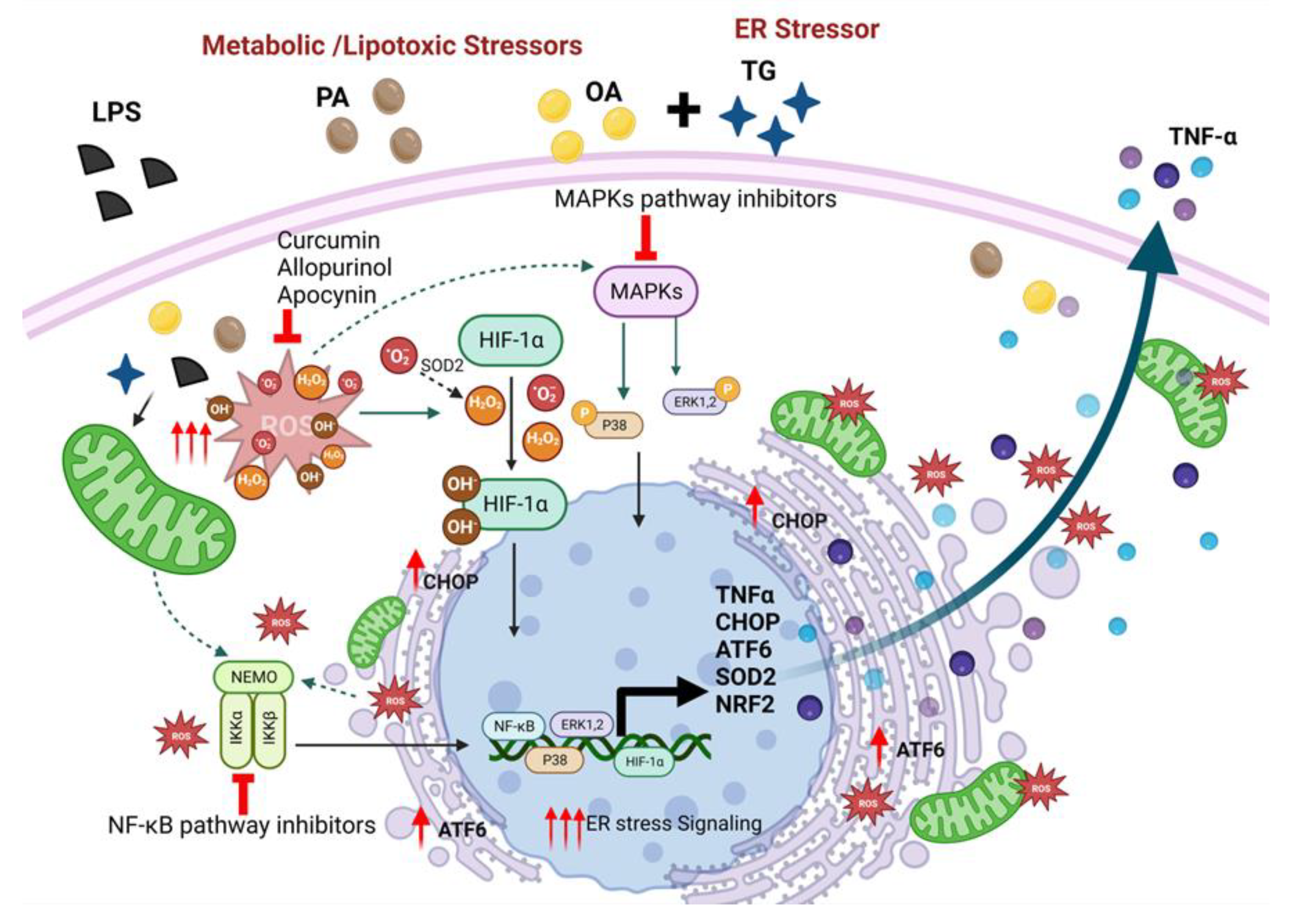 Ijms 24 15186 g011 Ijms 24 15186 g011