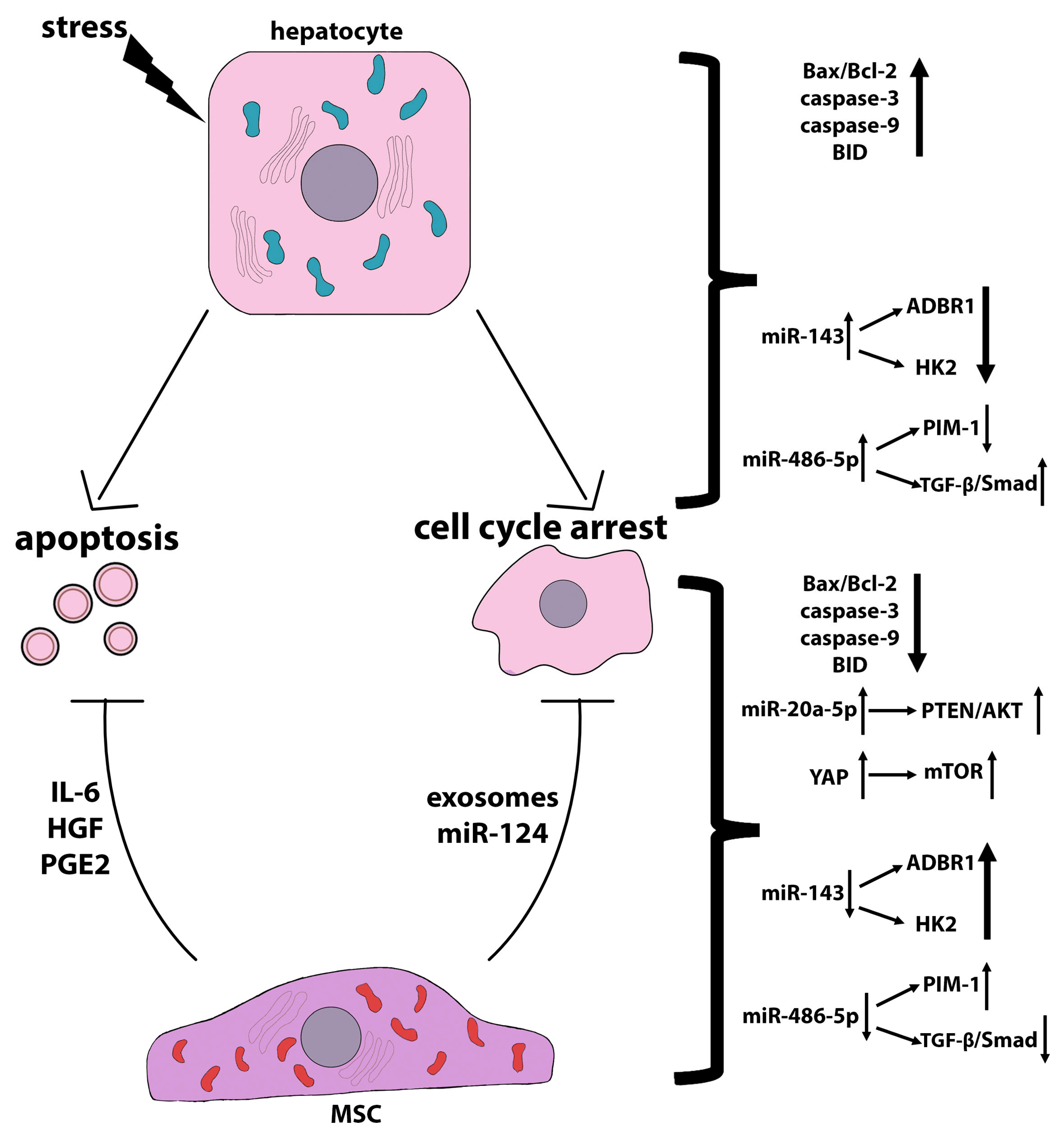 Ijms 24 15212 g003 Ijms 24 15212 g003