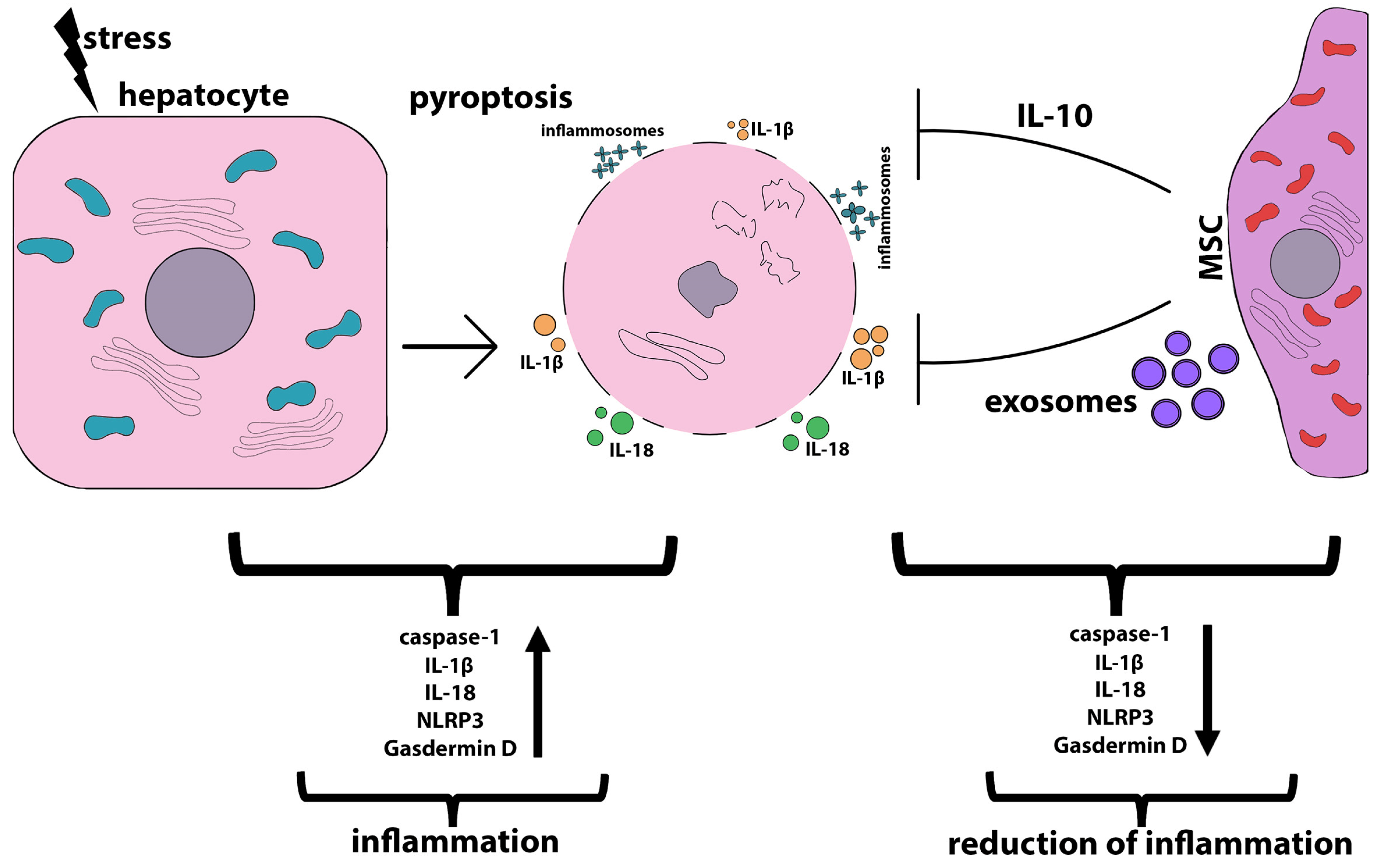 Ijms 24 15212 g006 Ijms 24 15212 g006