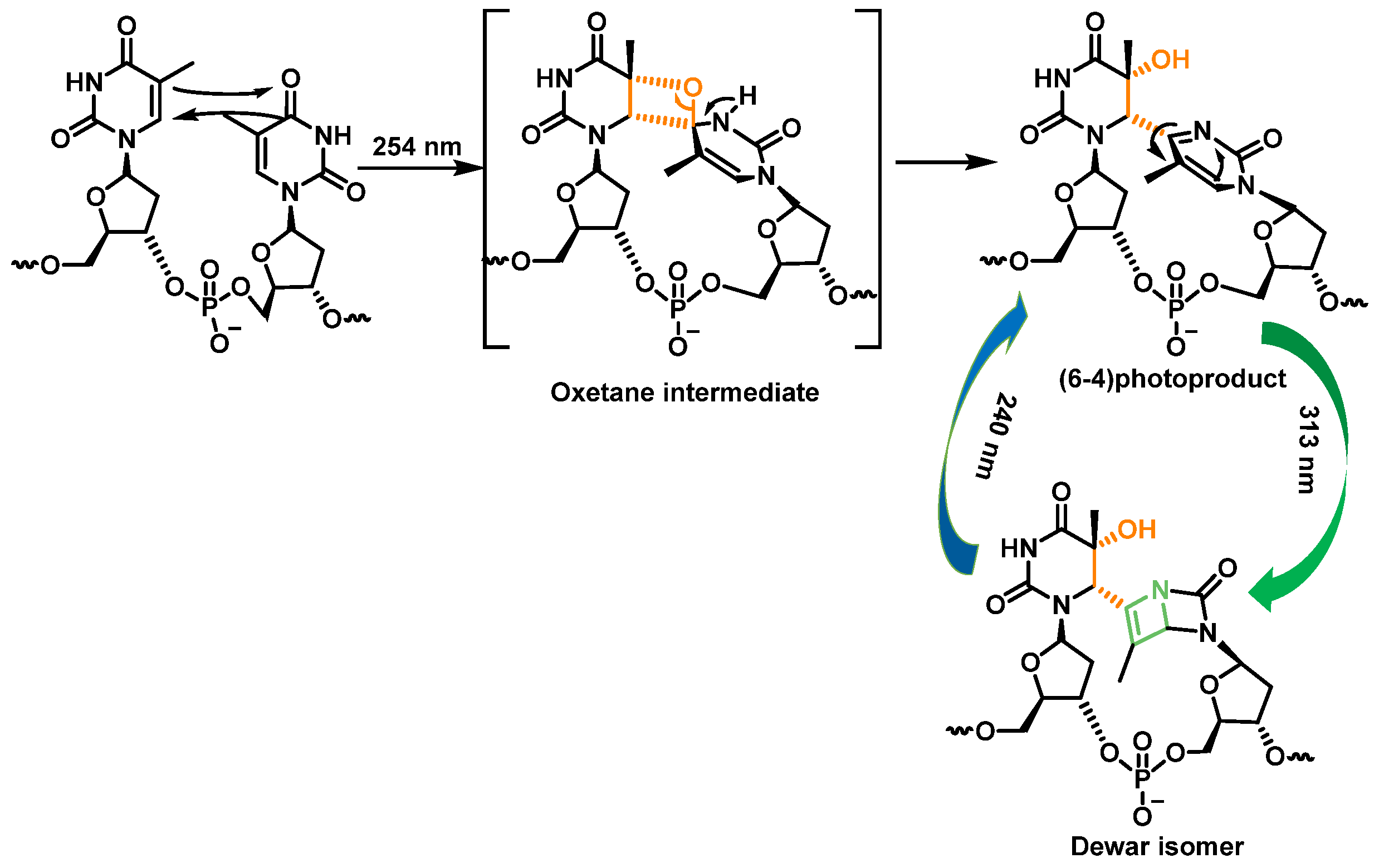 Ijms 24 15240 g010 Ijms 24 15240 g010