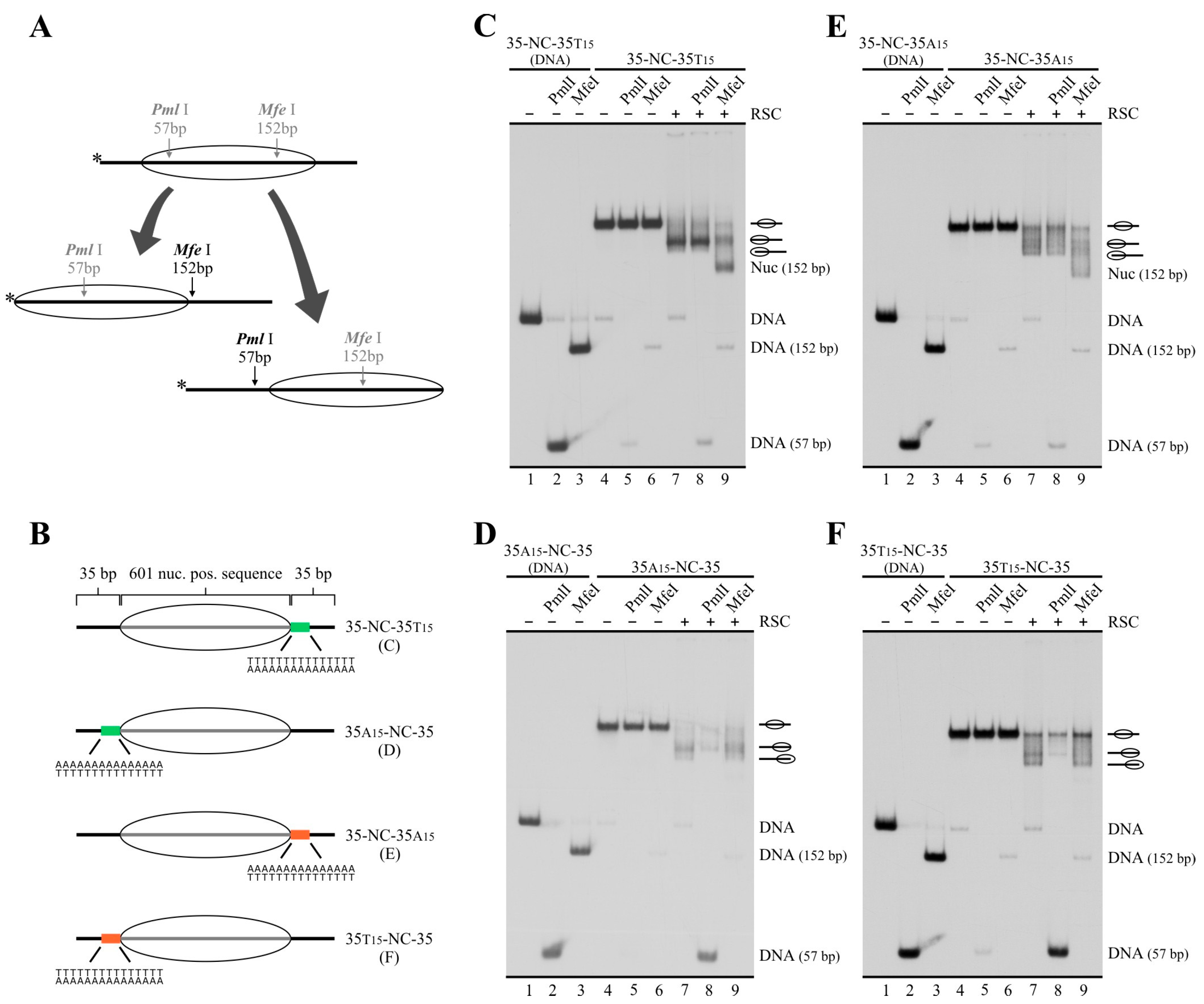 Ijms 24 15245 g004 Ijms 24 15245 g004
