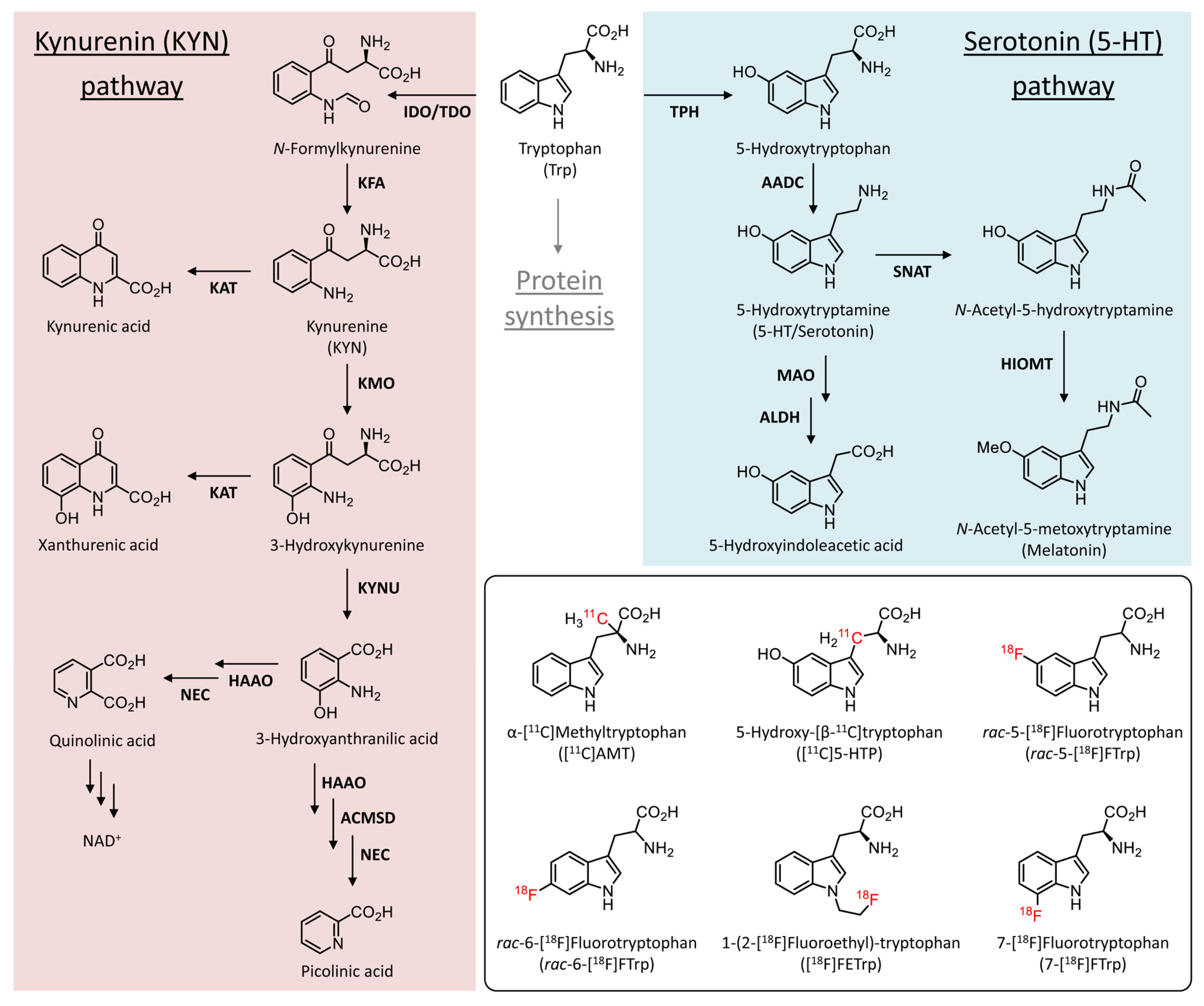 Ijms 24 15251 g001 Ijms 24 15251 g001