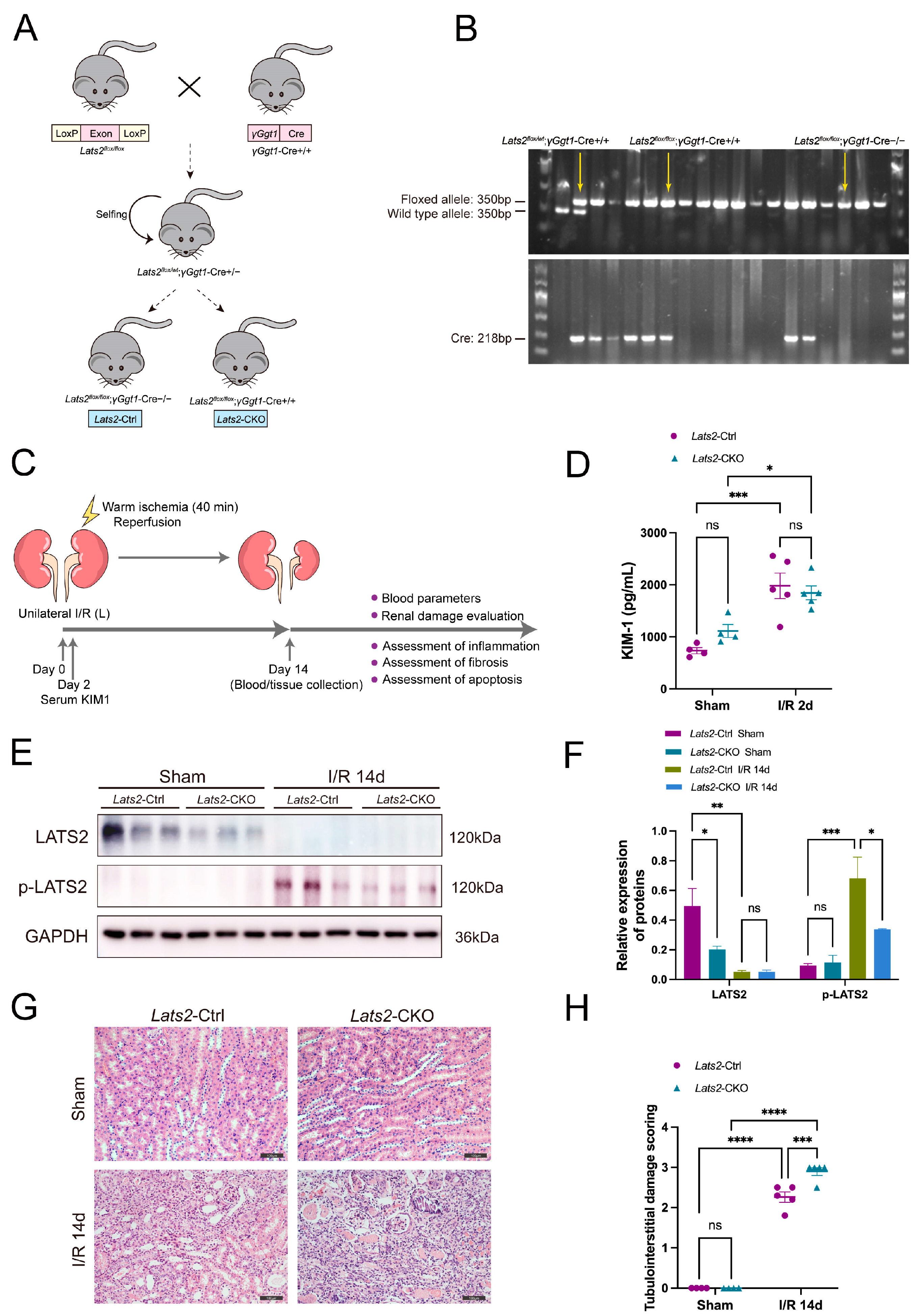 Ijms 24 15258 g002 Ijms 24 15258 g002