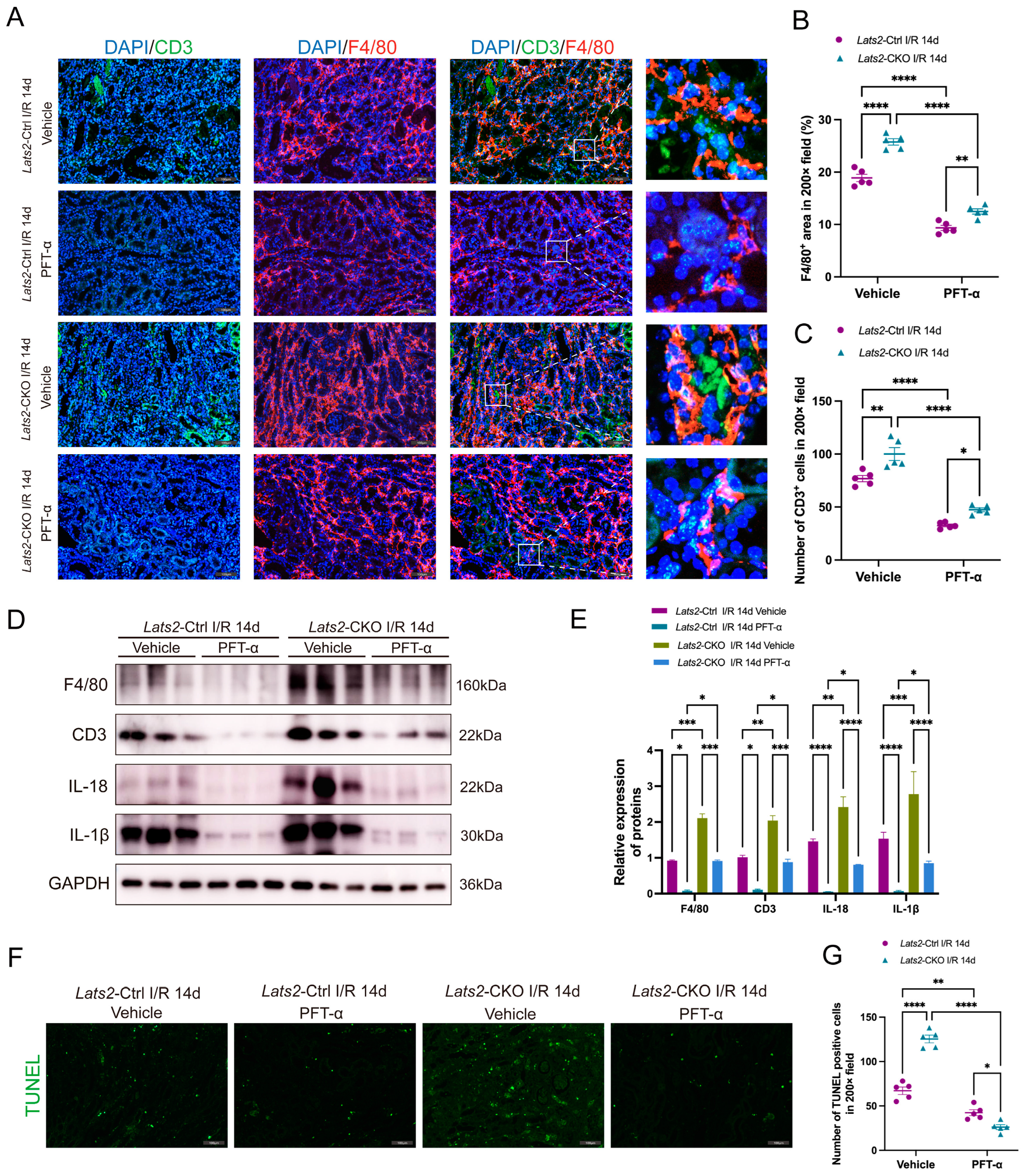 Ijms 24 15258 g007 Ijms 24 15258 g007