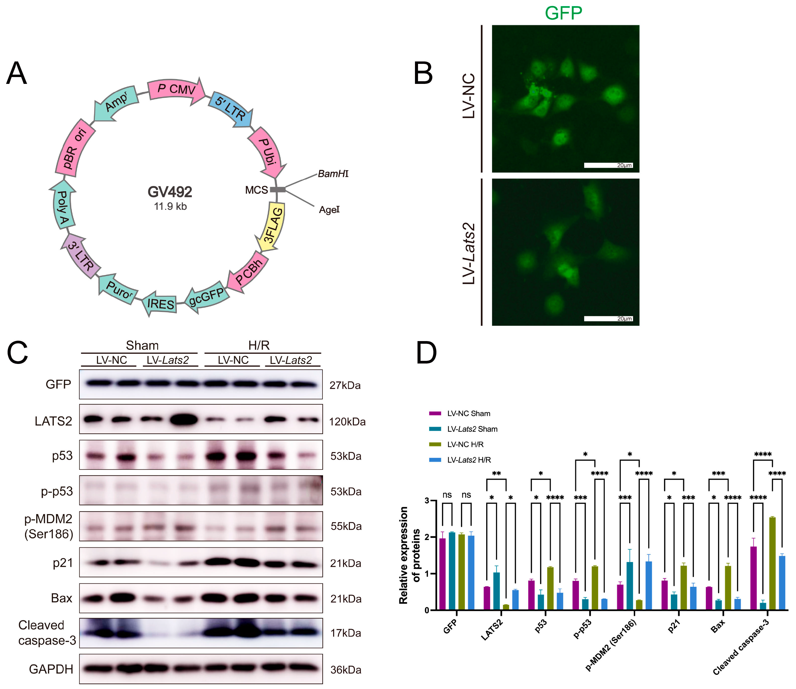 Ijms 24 15258 g008 Ijms 24 15258 g008