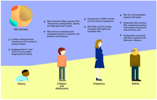 IJMS Free Full Text HDL Function across the Lifespan From