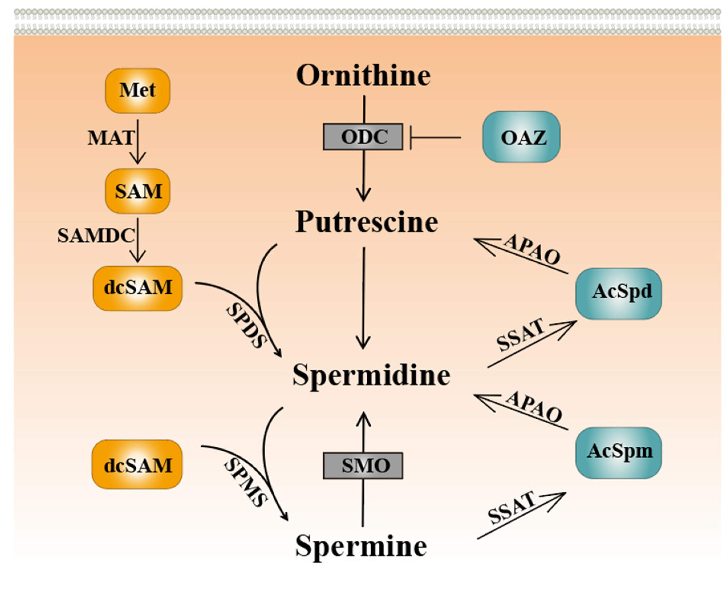 IJMS | Free Full-Text | Polyamines in Ovarian Aging and Disease